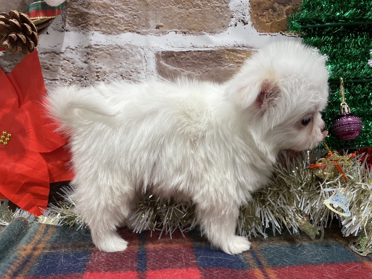 福島県のハーフ犬・ミックス犬 (ペッツワン会津若松店/2025年10月18日生まれ/女の子/その他色)の子犬の2枚目の画像