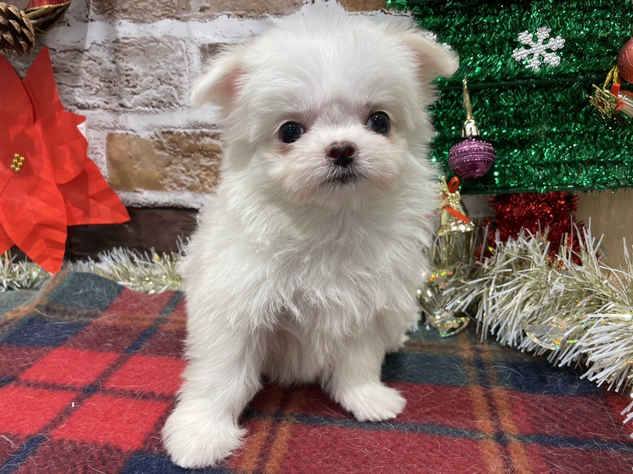 福島県のハーフ犬・ミックス犬 (ペッツワン会津若松店/2025年10月18日生まれ/女の子/その他色)の子犬の1枚目の画像