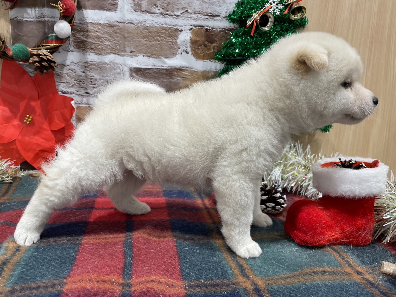 福島県の豆柴 (ペッツワン会津若松店/2025年10月18日生まれ/男の子/白)の子犬の3枚目の画像