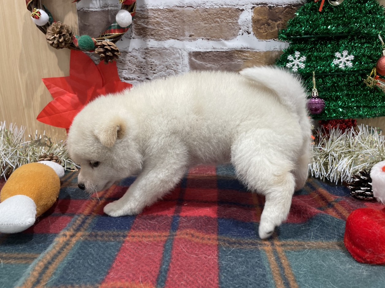 福島県の豆柴 (ペッツワン会津若松店/2025年10月18日生まれ/男の子/白)の子犬の2枚目の画像