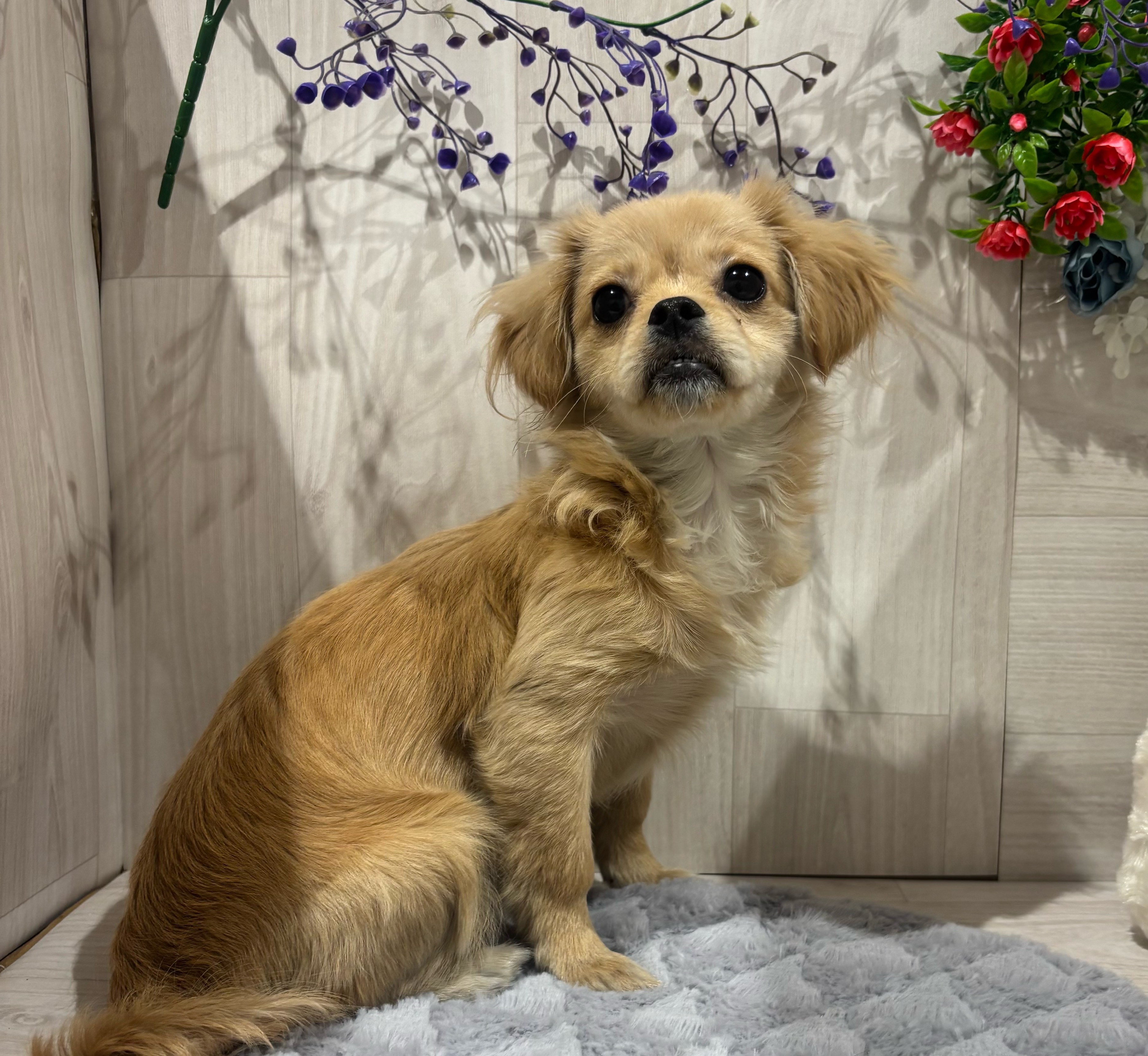 埼玉県のハーフ犬・ミックス犬 (ペッツワン東松山高坂店/2025年6月21日生まれ/女の子/その他色)の子犬