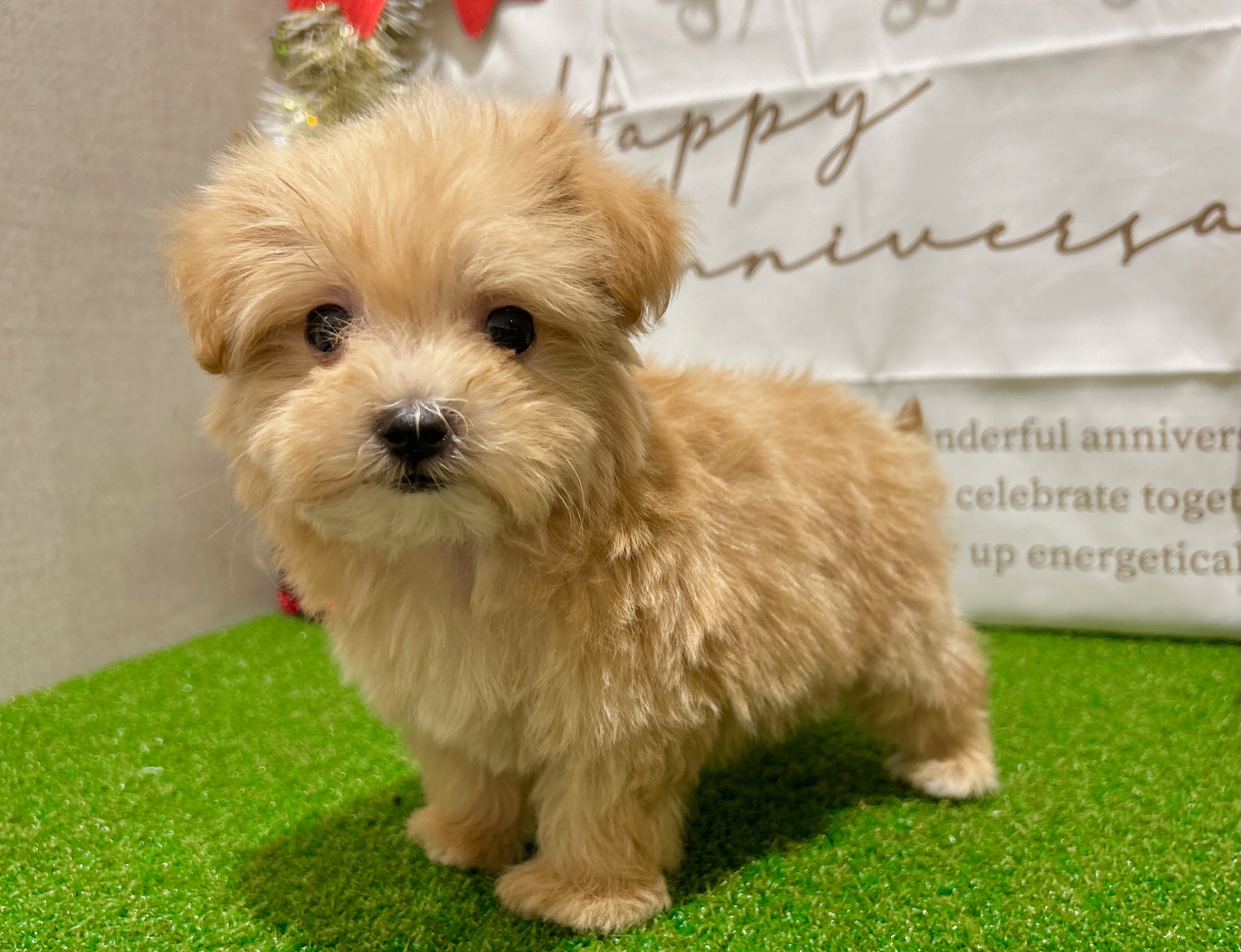 茨城県のハーフ犬・ミックス犬 (ペッツワン水戸店/2025年10月18日生まれ/男の子/その他色)の子犬の3枚目の画像