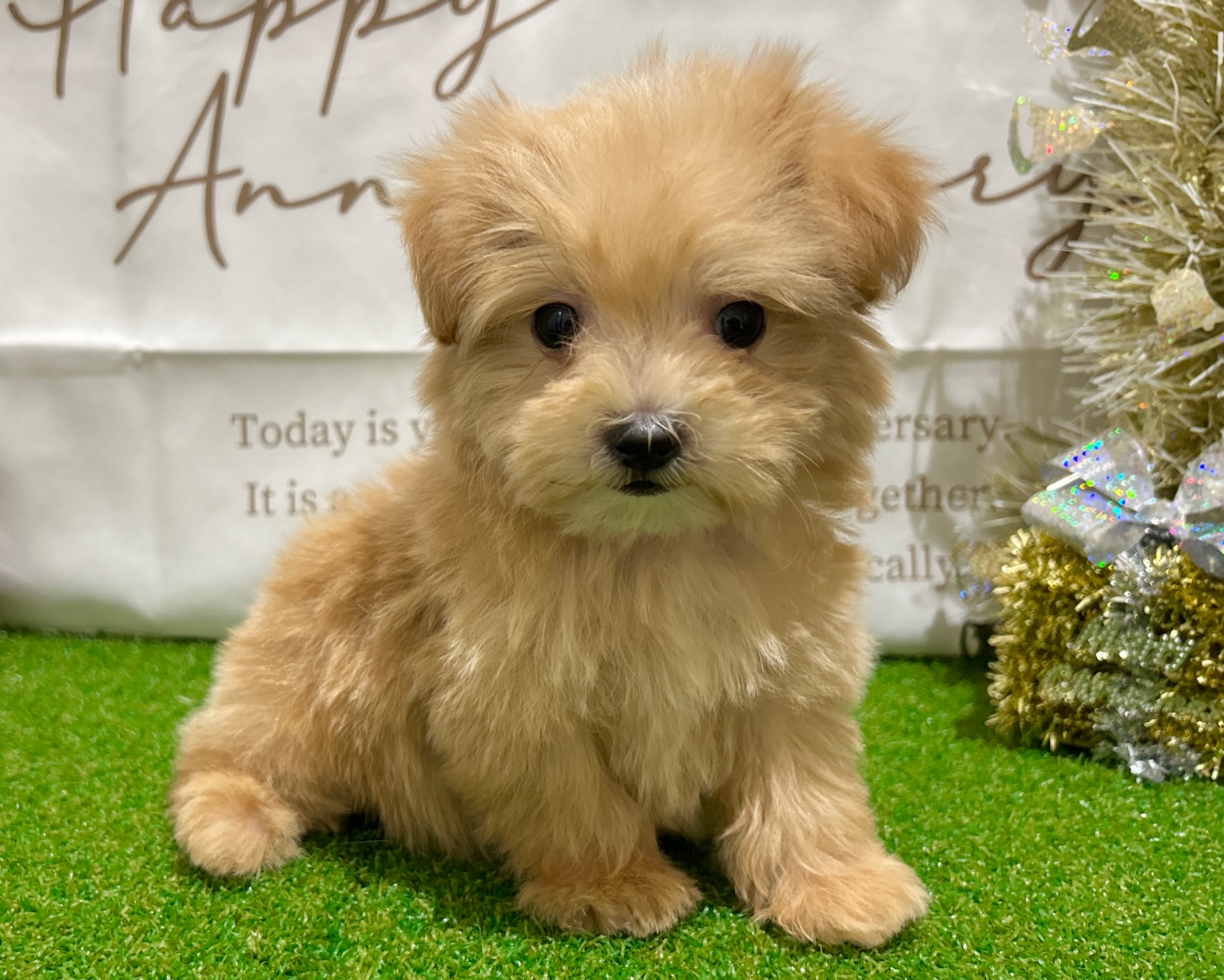 茨城県のハーフ犬・ミックス犬 (ペッツワン水戸店/2025年10月18日生まれ/男の子/その他色)の子犬の2枚目の画像