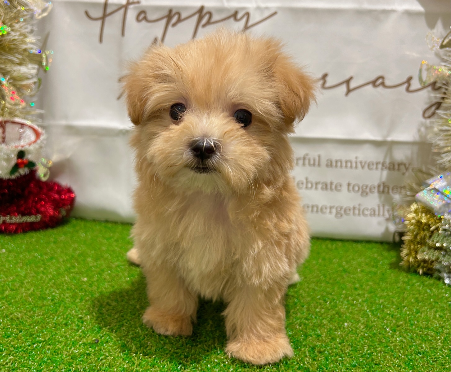 茨城県のハーフ犬・ミックス犬 (ペッツワン水戸店/2025年10月18日生まれ/男の子/その他色)の子犬の1枚目の画像