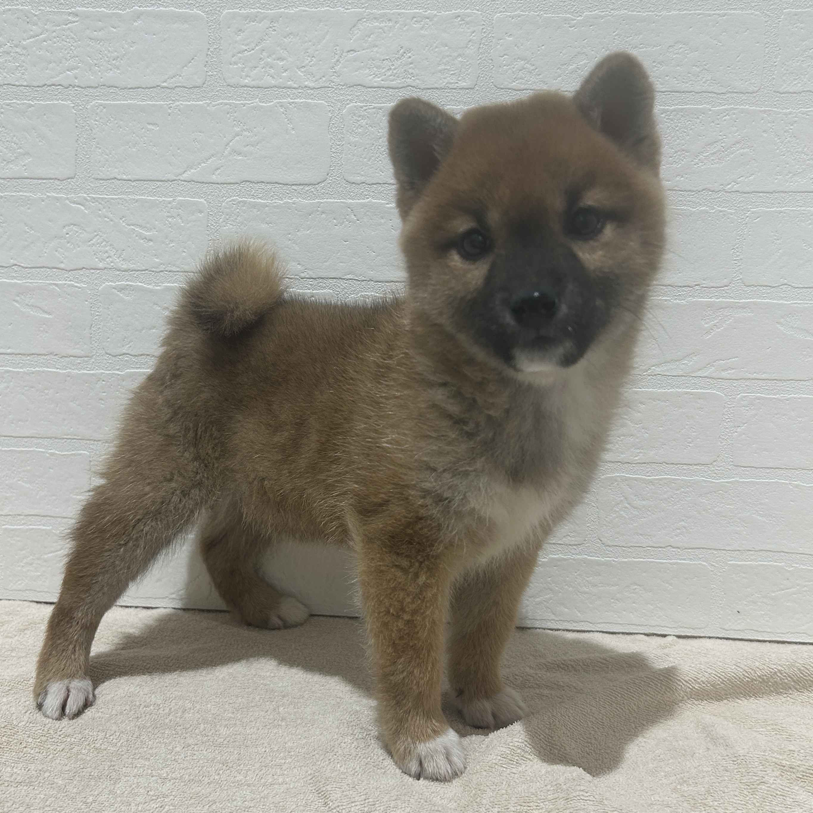 愛知県の柴犬(標準サイズ) (ペッツワン常滑店/2025年10月16日生まれ/女の子/赤)の子犬の2枚目の画像