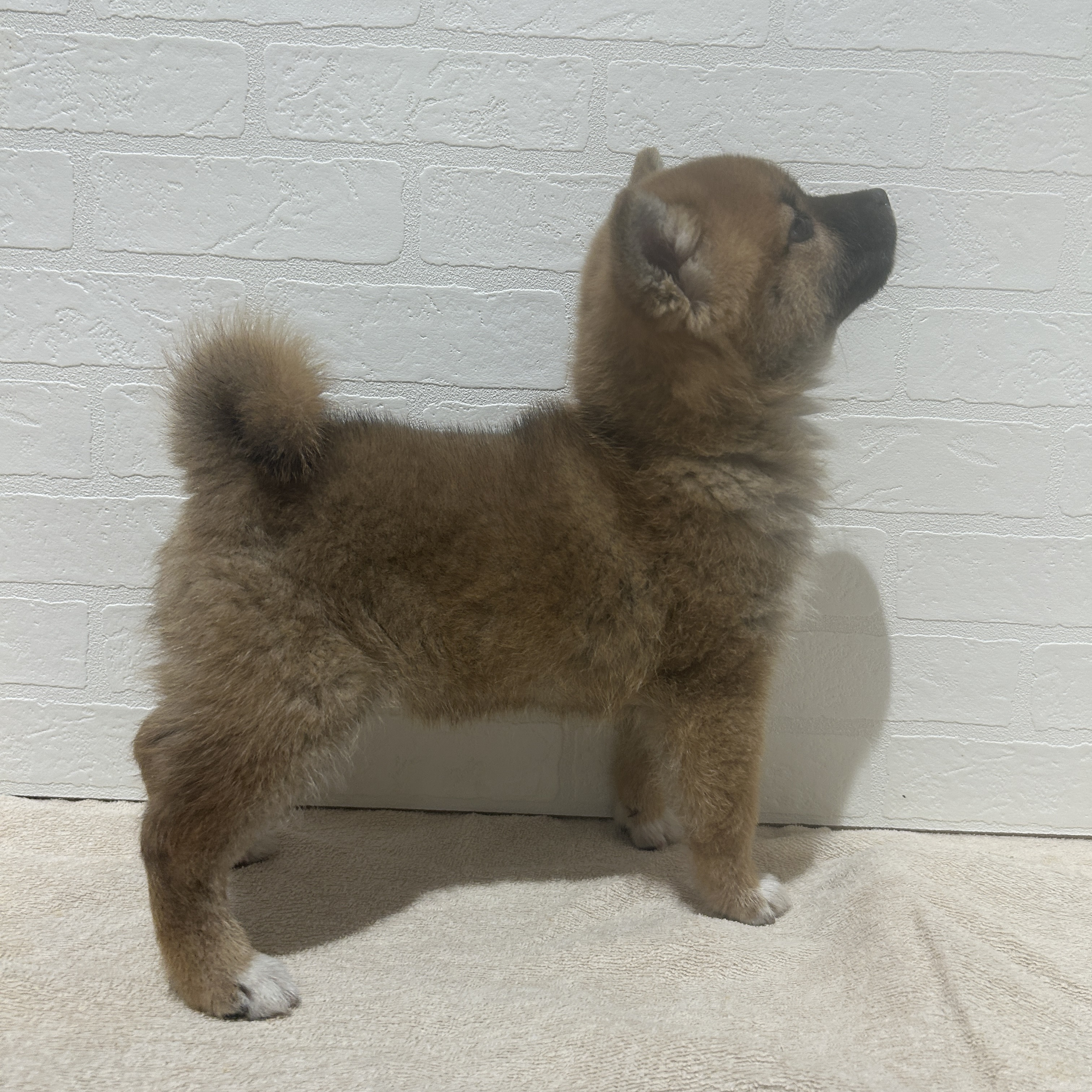 愛知県の柴犬(標準サイズ) (ペッツワン常滑店/2025年10月16日生まれ/女の子/赤)の子犬の3枚目の画像