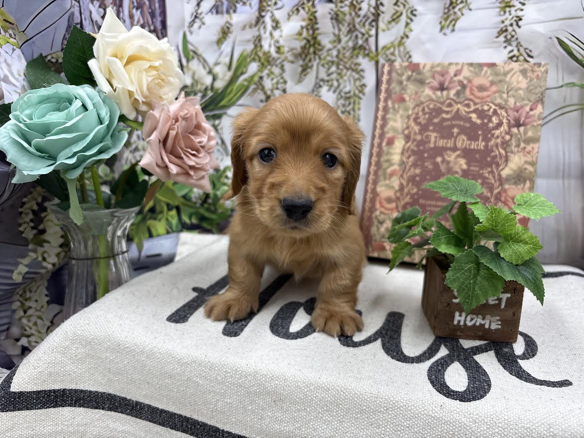 群馬県のチワワ(ロング) (ペッツワン前橋小島田店/2025年10月18日生まれ/女の子/ブラックタンホワイト)の子犬