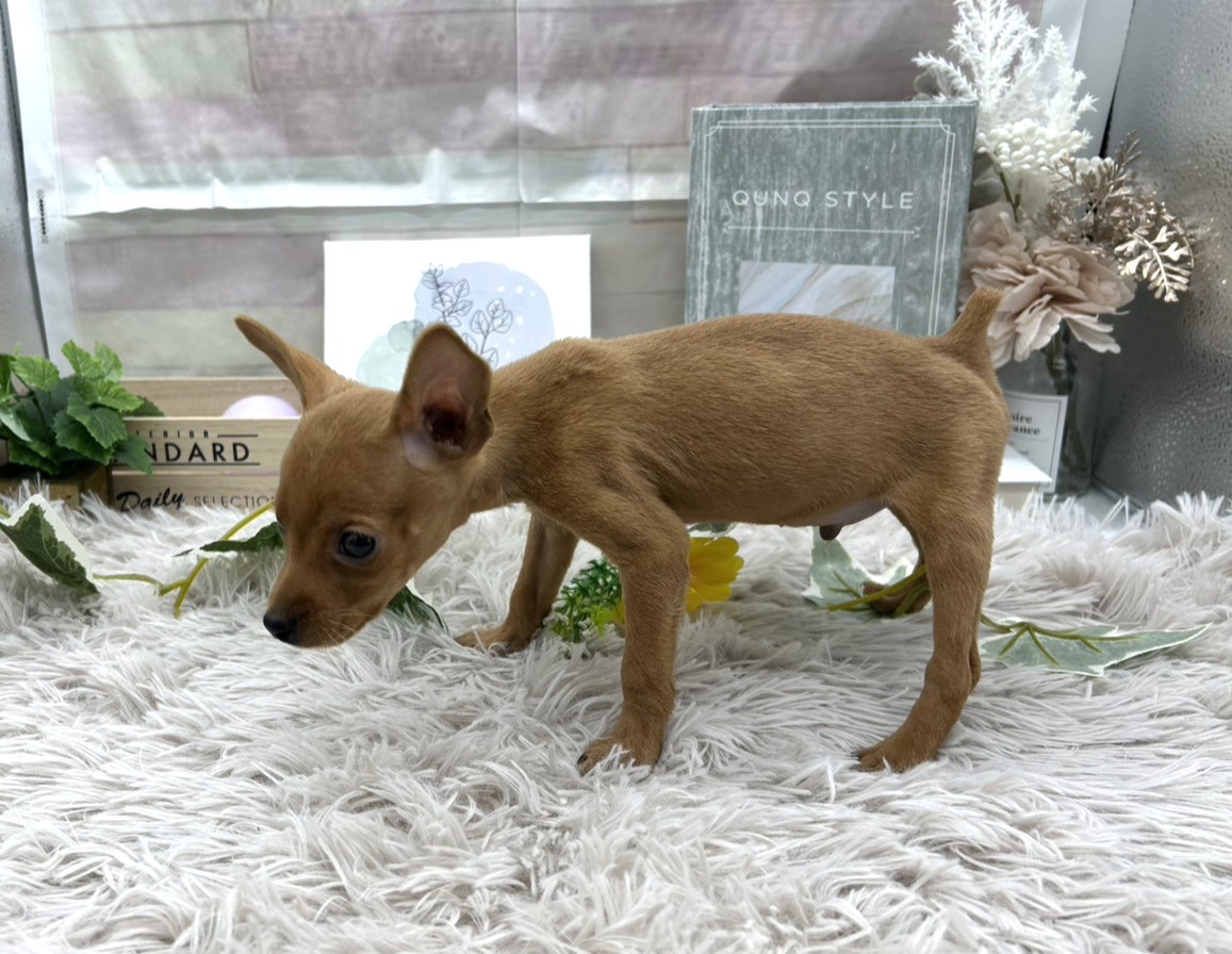 静岡県のミニチュアピンシャー (ペッツワン掛川店/2025年10月18日生まれ/男の子/レッド)の子犬の3枚目の画像