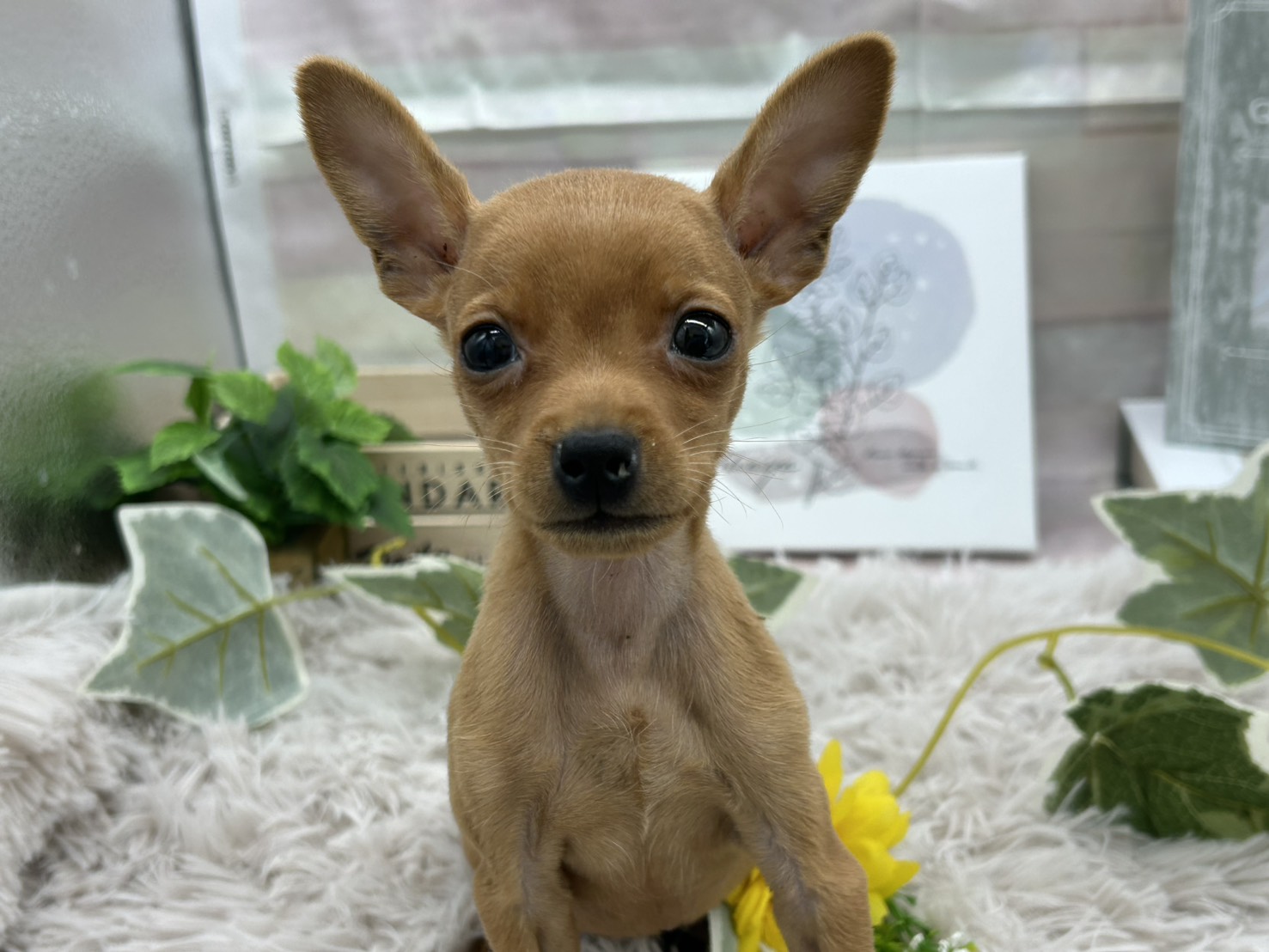 静岡県のミニチュアピンシャー (ペッツワン掛川店/2025年10月18日生まれ/男の子/レッド)の子犬の2枚目の画像