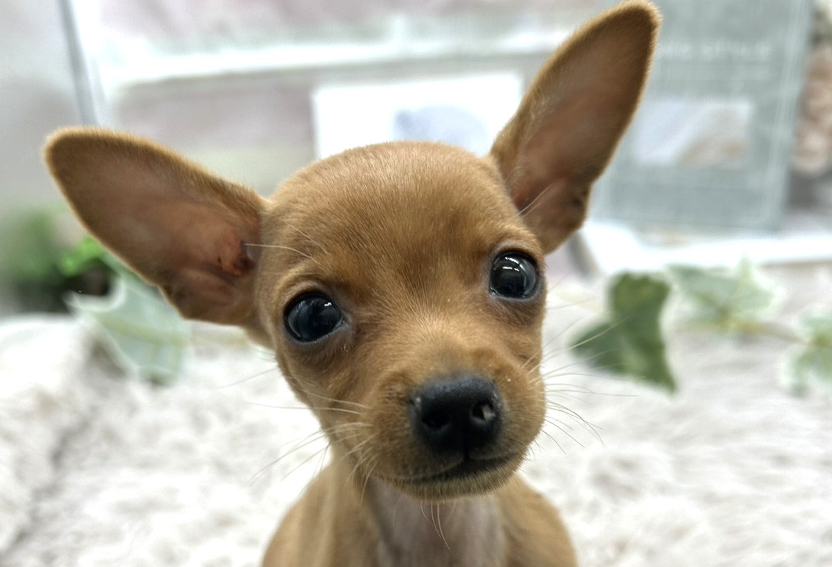 静岡県のミニチュアピンシャー (ペッツワン掛川店/2025年10月18日生まれ/男の子/レッド)の子犬の1枚目の画像