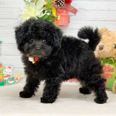 兵庫県のトイプードル(トイ) (ペッツワン神戸ひよどり台店/2025年10月16日生まれ/女の子/ブラック)の子犬の3枚目の画像