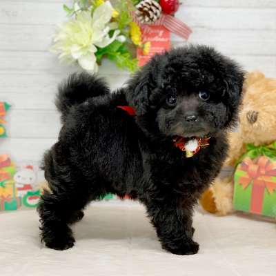 兵庫県のトイプードル(トイ) (ペッツワン神戸ひよどり台店/2025年10月16日生まれ/女の子/ブラック)の子犬の2枚目の画像