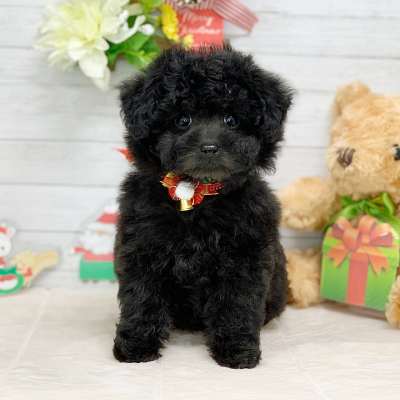 兵庫県のトイプードル(トイ) (ペッツワン神戸ひよどり台店/2025年10月16日生まれ/女の子/ブラック)の子犬の1枚目の画像