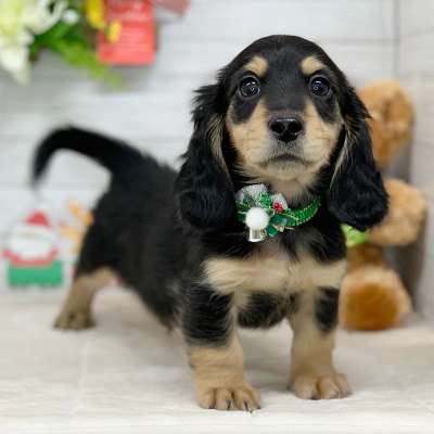 兵庫県のミニチュアダックスフンド(ロング) (ペッツワン神戸ひよどり台店/2025年10月16日生まれ/男の子/ブラックタン)の子犬の3枚目の画像