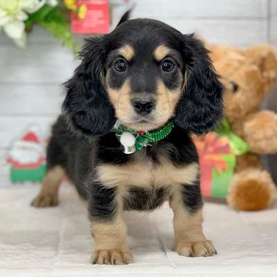 兵庫県のミニチュアダックスフンド(ロング) (ペッツワン神戸ひよどり台店/2025年10月16日生まれ/男の子/ブラックタン)の子犬の1枚目の画像