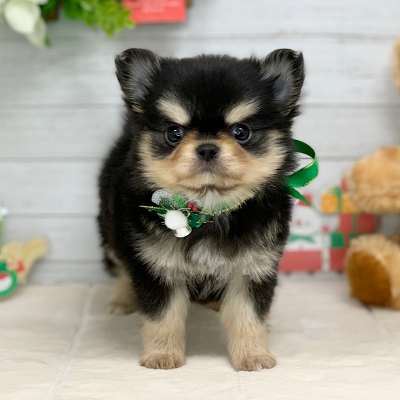 兵庫県のチワワ(ロング) (ペッツワン神戸ひよどり台店/2025年10月15日生まれ/男の子/ブラッククリーム)の子犬の1枚目の画像