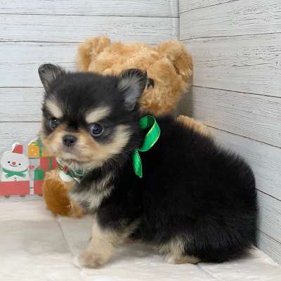 兵庫県のチワワ(ロング) (ペッツワン神戸ひよどり台店/2025年10月15日生まれ/男の子/ブラッククリーム)の子犬の3枚目の画像