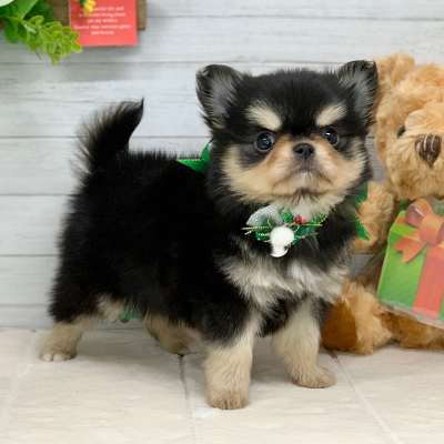 兵庫県のチワワ(ロング) (ペッツワン神戸ひよどり台店/2025年10月15日生まれ/男の子/ブラッククリーム)の子犬の2枚目の画像