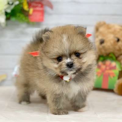 兵庫県のポメラニアン (ペッツワン神戸ひよどり台店/2025年10月19日生まれ/女の子/オレンジ)の子犬の2枚目の画像