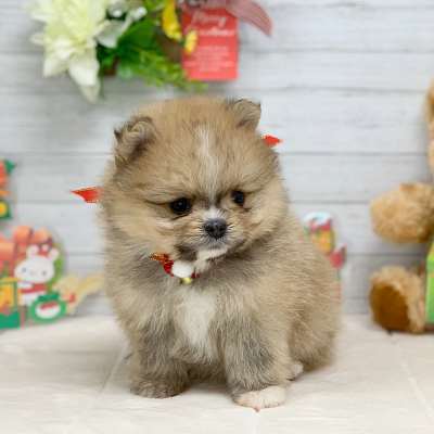 兵庫県のポメラニアン (ペッツワン神戸ひよどり台店/2025年10月19日生まれ/女の子/オレンジ)の子犬の3枚目の画像