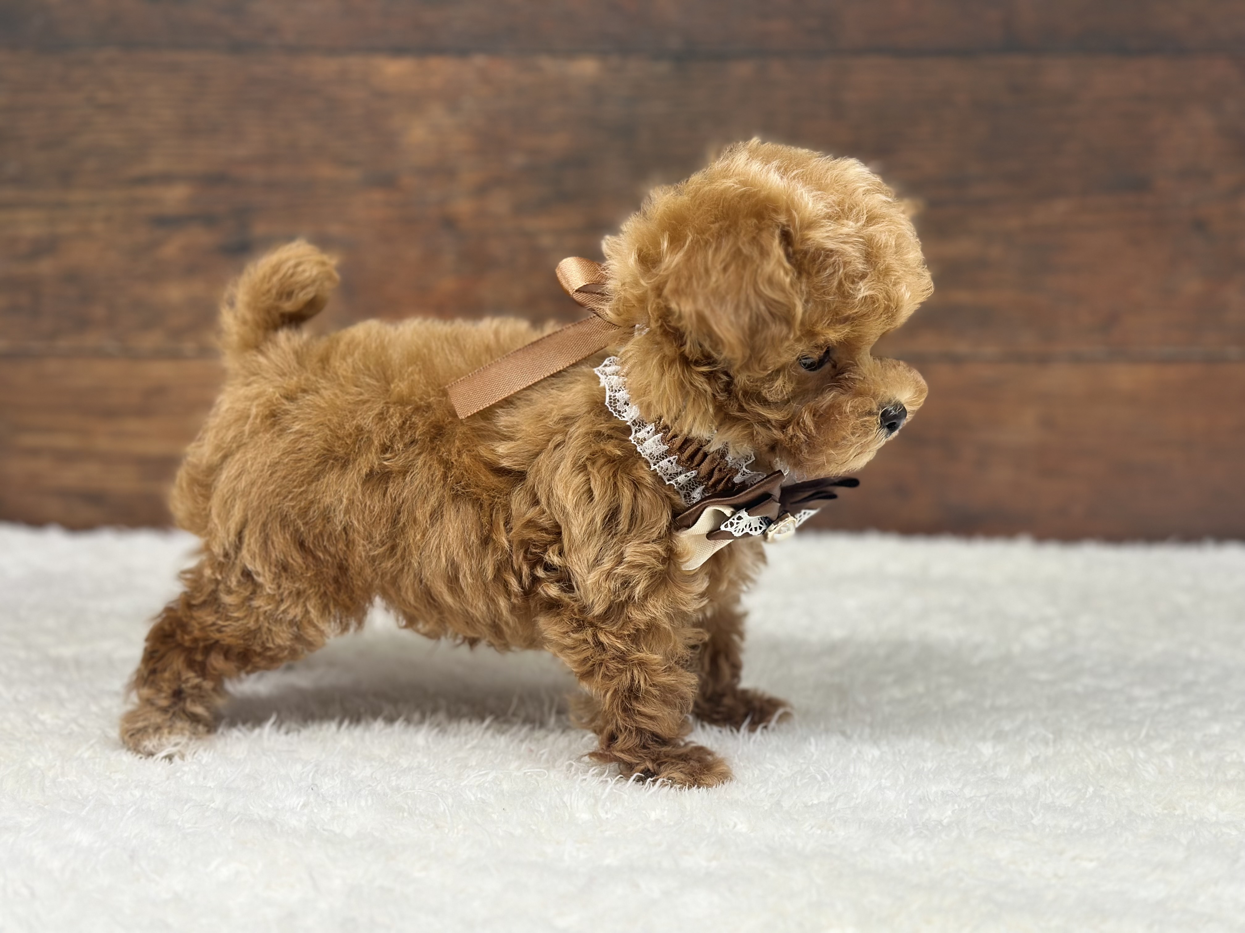 愛知県のトイプードル(トイ) (ペッツワン名古屋大高インター店/2025年10月15日生まれ/男の子/レッド)の子犬の2枚目の画像