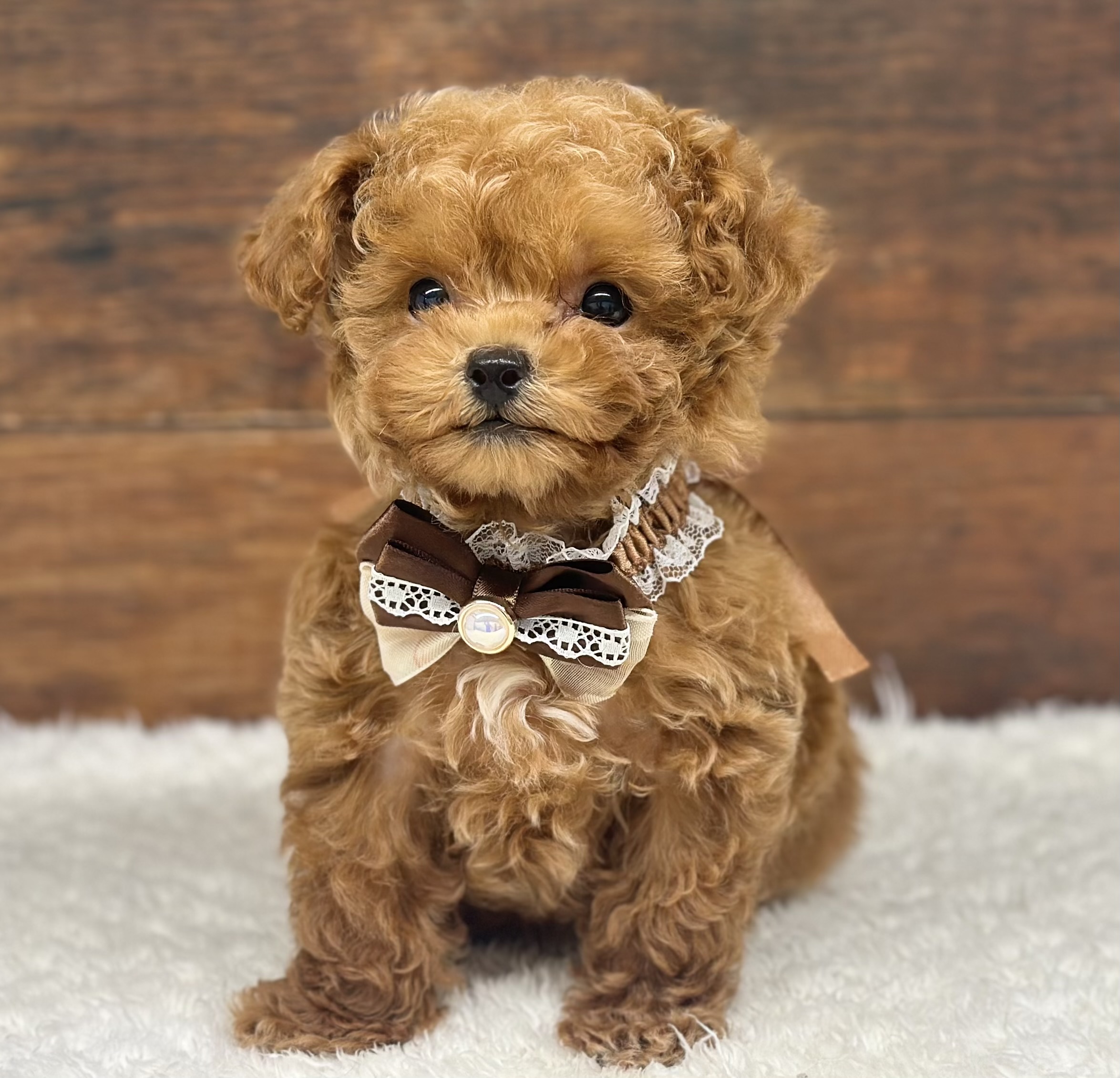 愛知県のトイプードル(トイ) (ペッツワン名古屋大高インター店/2025年10月15日生まれ/男の子/レッド)の子犬の1枚目の画像