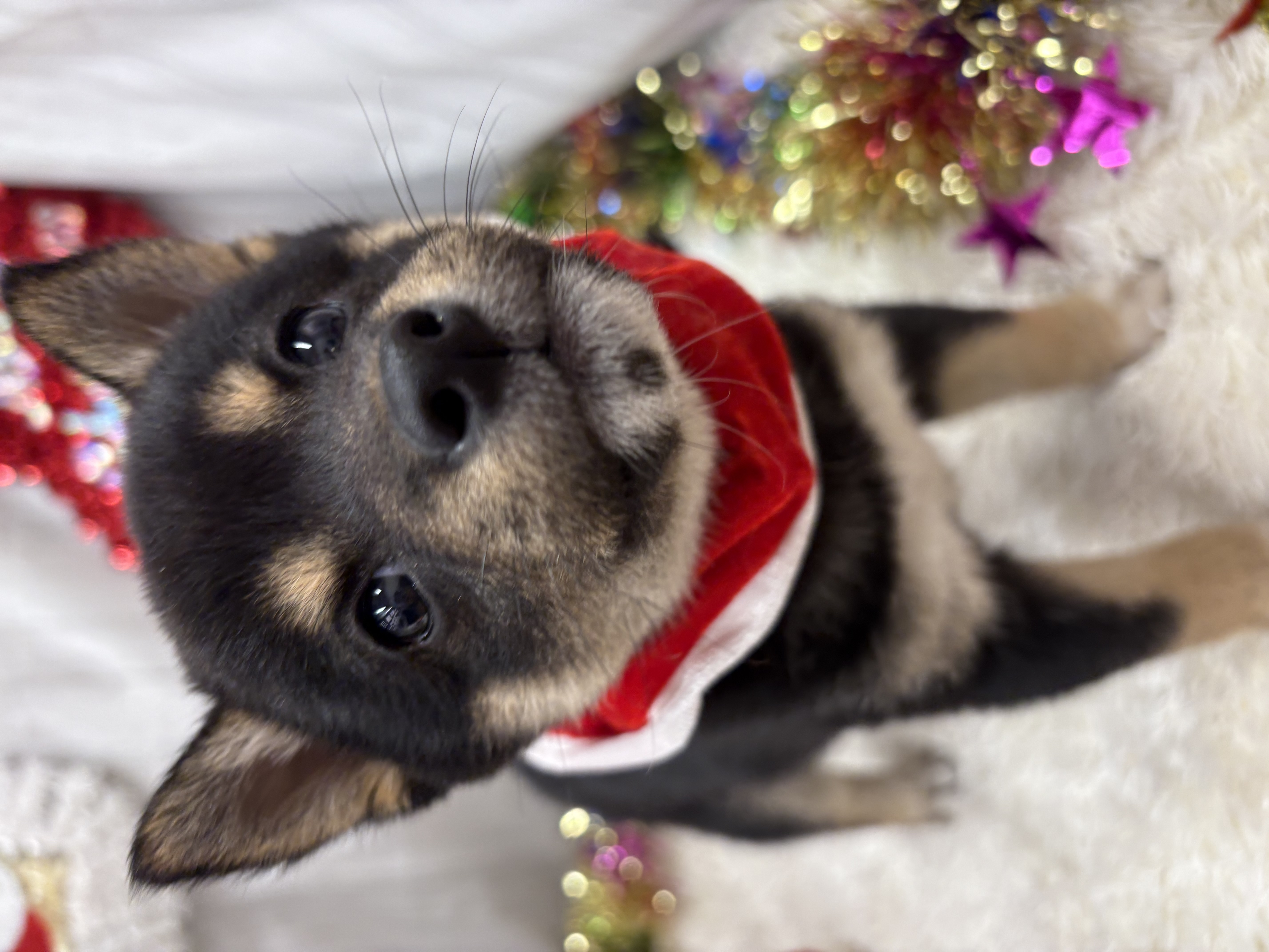 千葉県の柴犬(標準サイズ) (ペッツワン佐倉店/2025年10月18日生まれ/女の子/黒)の子犬の3枚目の画像