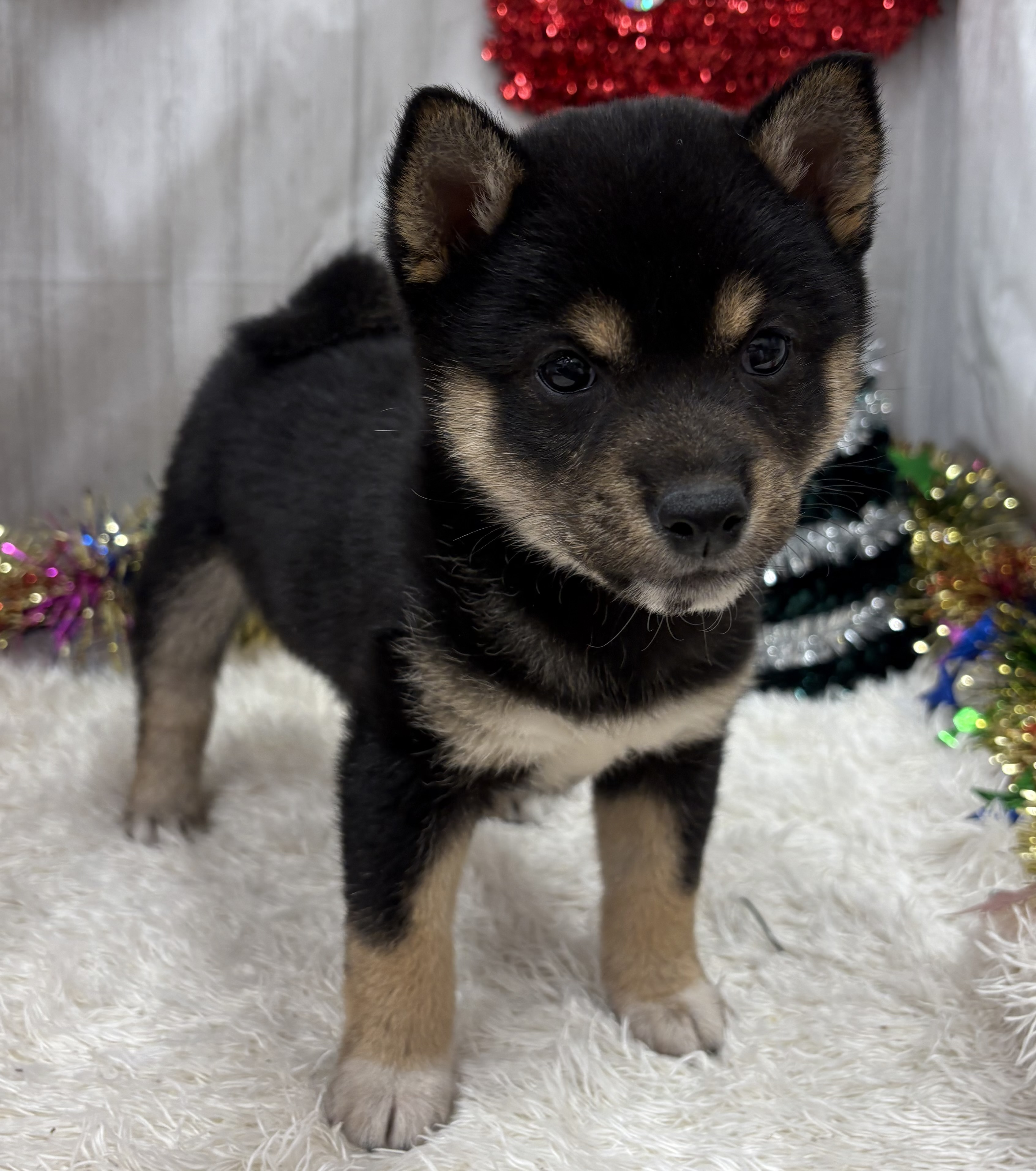 千葉県の柴犬(標準サイズ) (ペッツワン佐倉店/2025年10月18日生まれ/女の子/黒)の子犬の1枚目の画像