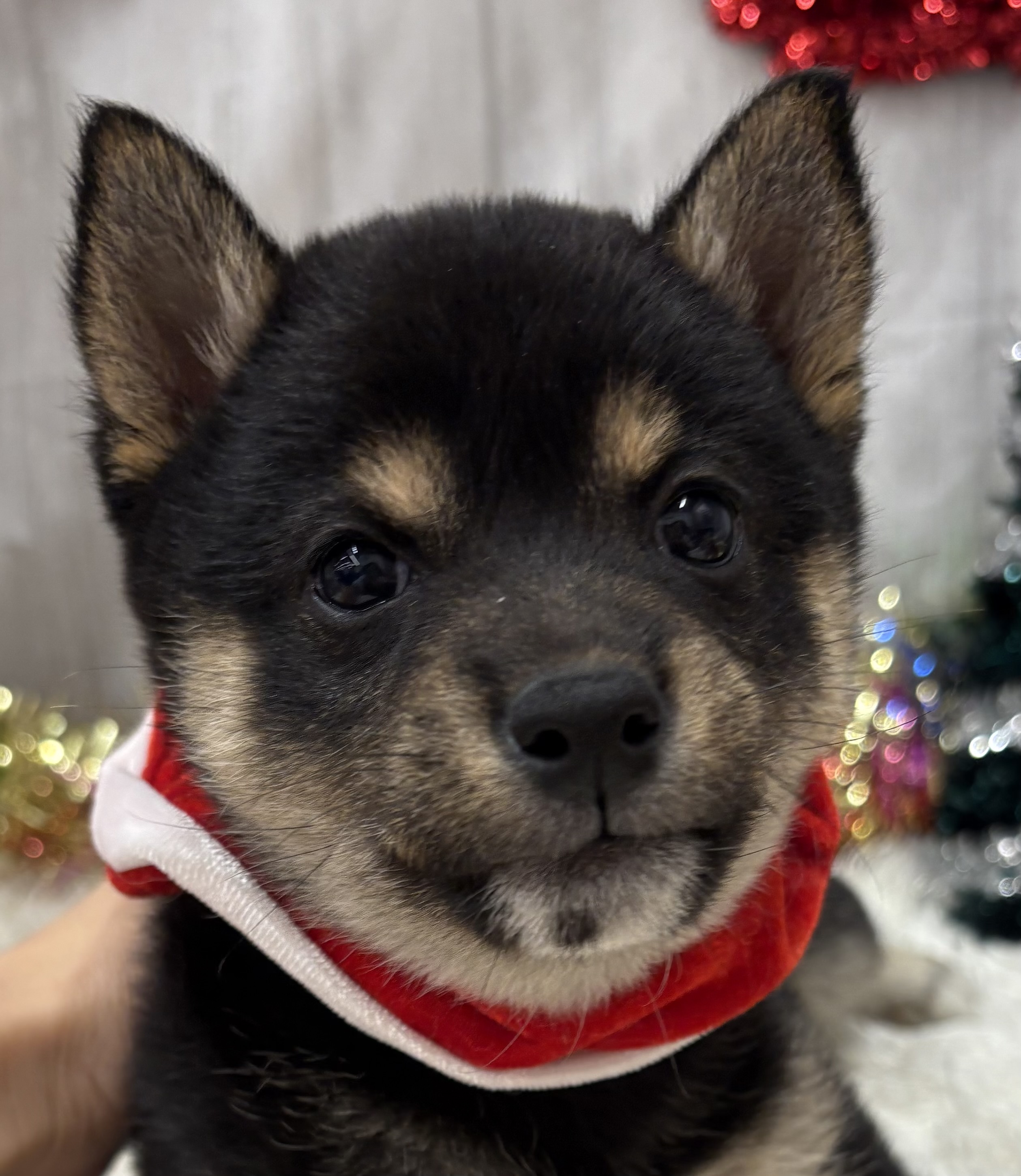 千葉県の柴犬(標準サイズ) (ペッツワン佐倉店/2025年10月18日生まれ/女の子/黒)の子犬の2枚目の画像