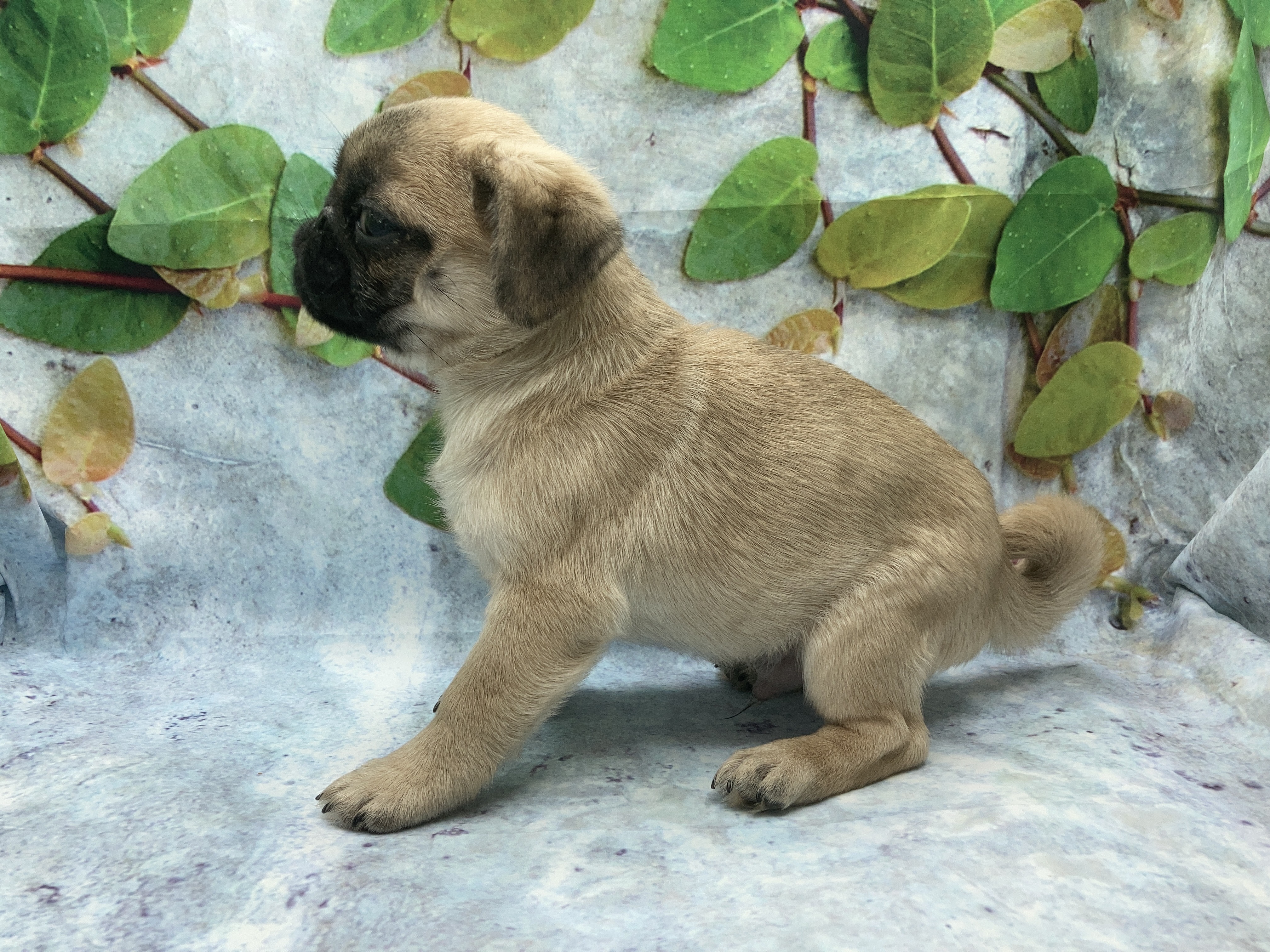 埼玉県のハーフ犬・ミックス犬 (ペッツワン北本店/2025年10月3日生まれ/男の子/フォーン)の子犬の3枚目の画像