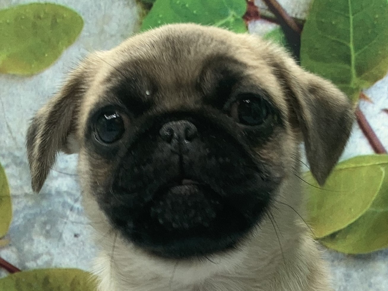 埼玉県のハーフ犬・ミックス犬 (ペッツワン北本店/2025年10月3日生まれ/男の子/フォーン)の子犬の1枚目の画像