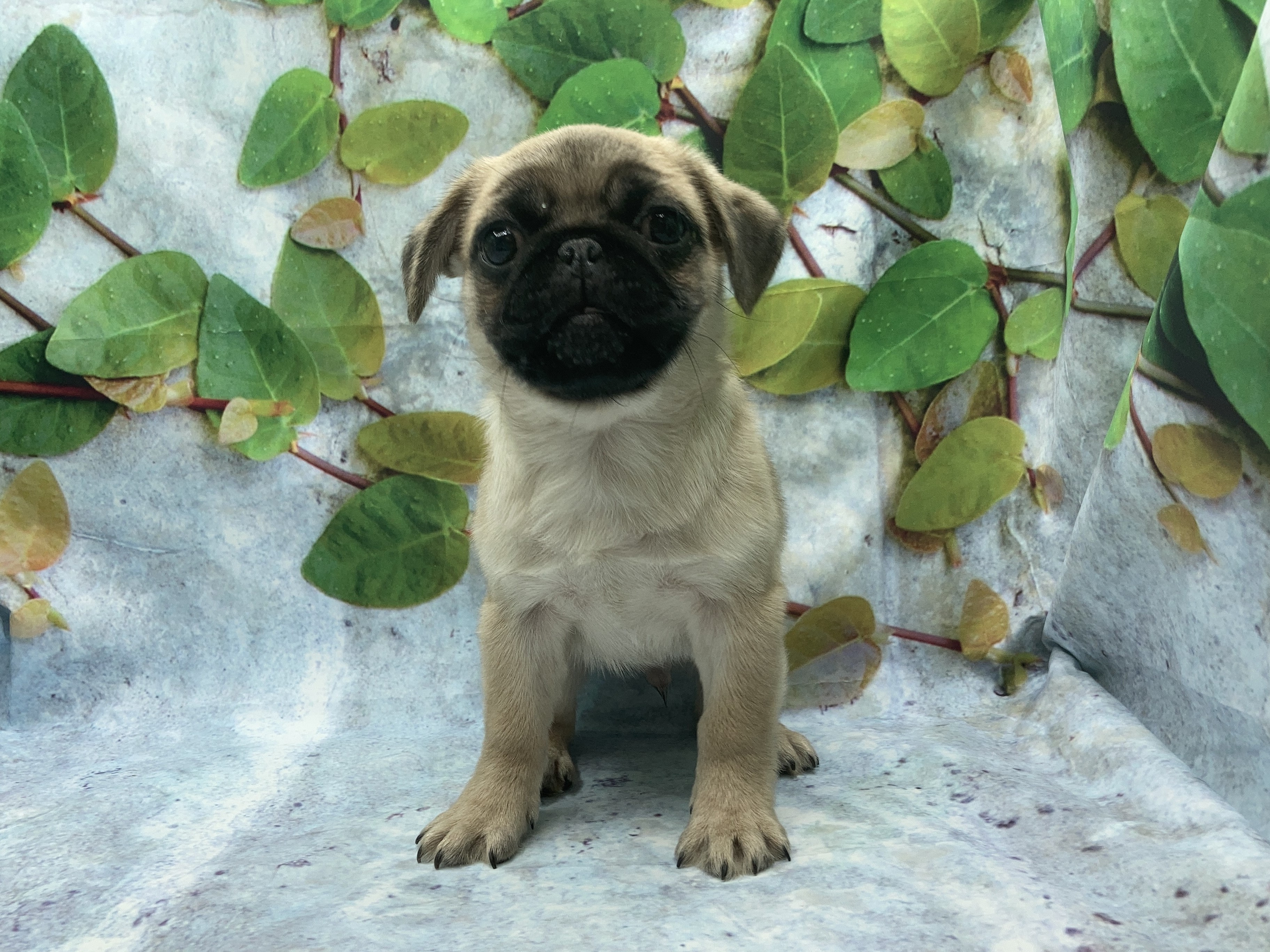 埼玉県のハーフ犬・ミックス犬 (ペッツワン北本店/2025年10月3日生まれ/男の子/フォーン)の子犬の2枚目の画像