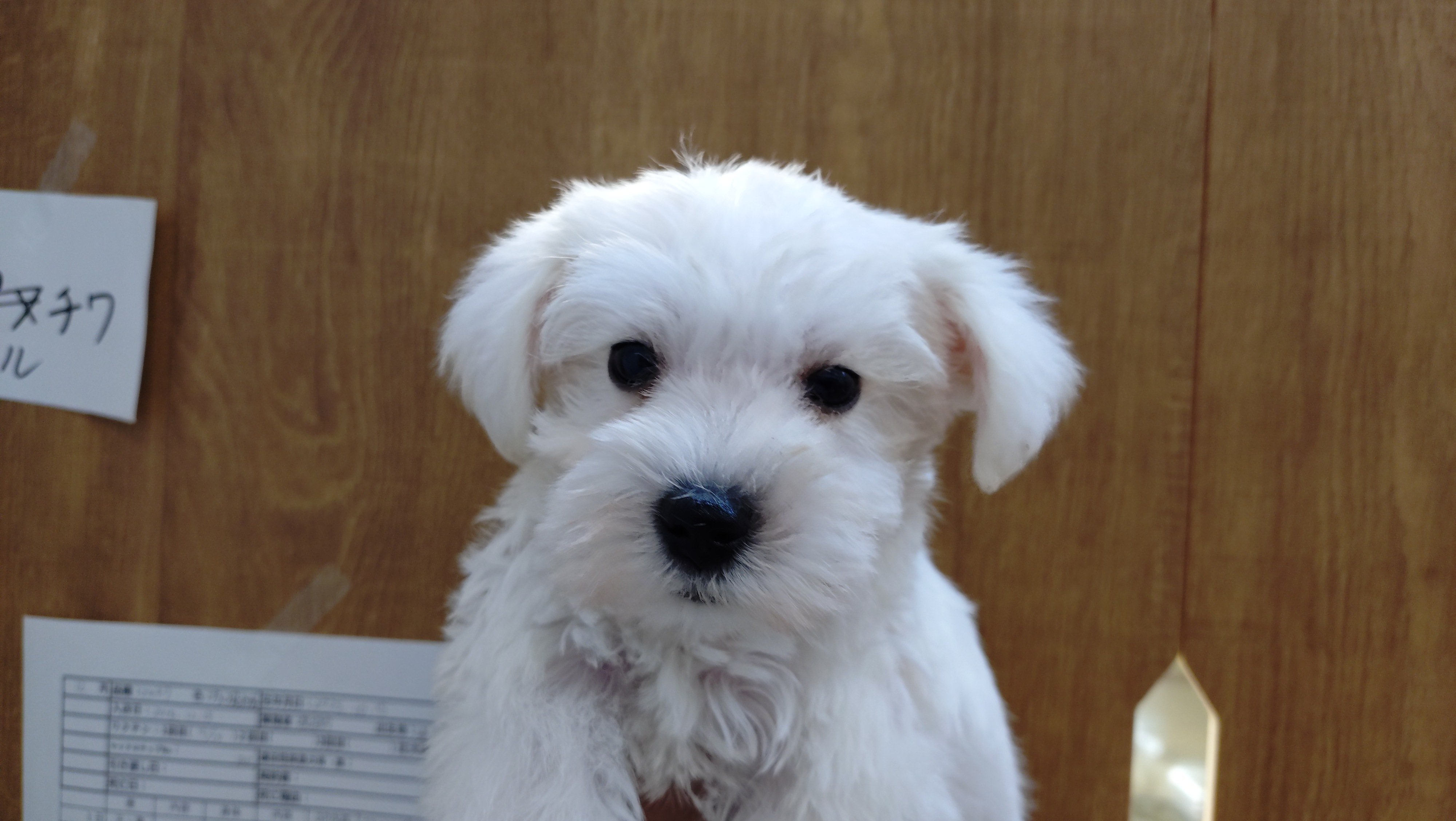 岐阜県のミニチュアシュナウザー (ペッツワン関店/2025年10月22日生まれ/女の子/ホワイト)の子犬の2枚目の画像