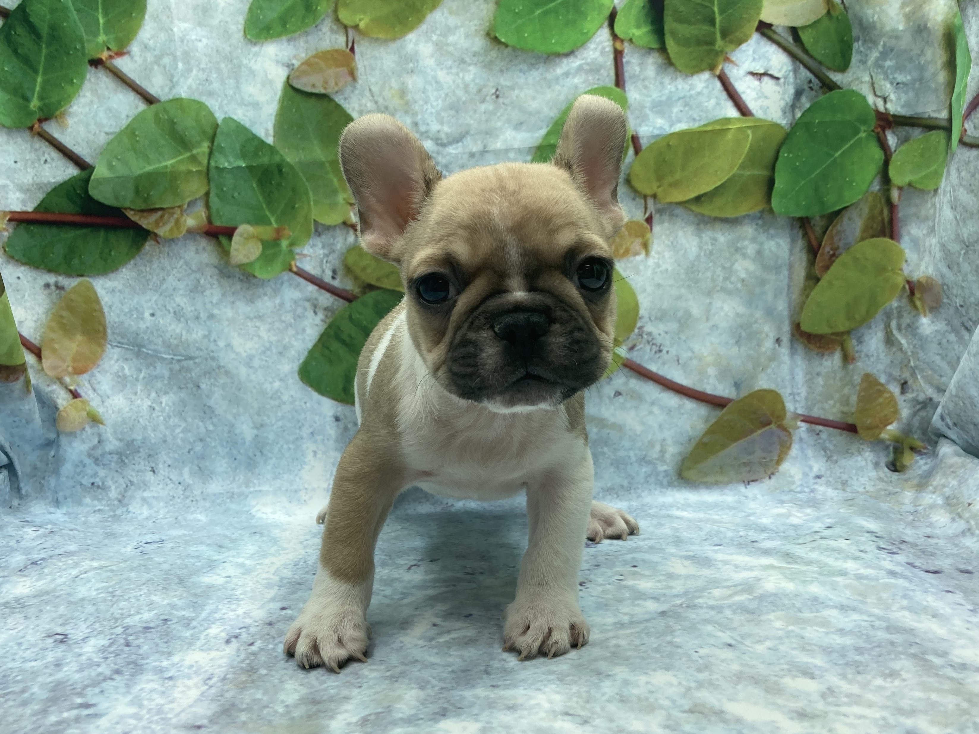 埼玉県のフレンチブルドッグ (ペッツワン北本店/2025年10月18日生まれ/男の子/フォーンホワイト)の子犬の2枚目の画像