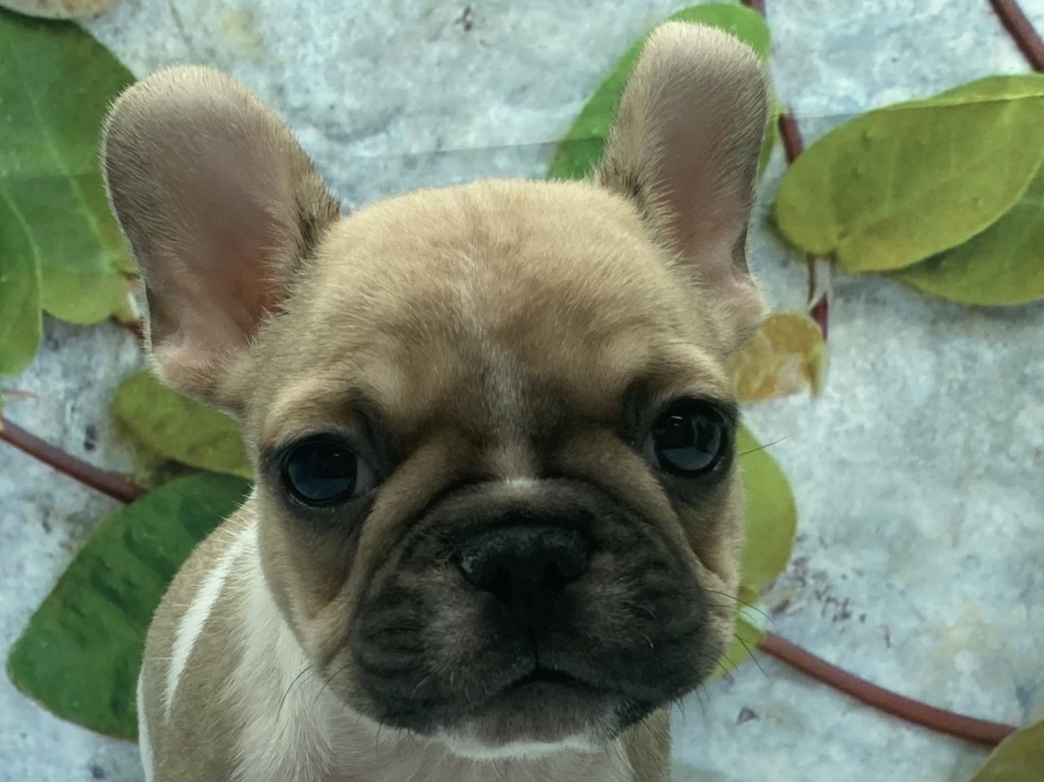 埼玉県のフレンチブルドッグ (ペッツワン北本店/2025年10月18日生まれ/男の子/フォーンホワイト)の子犬の1枚目の画像