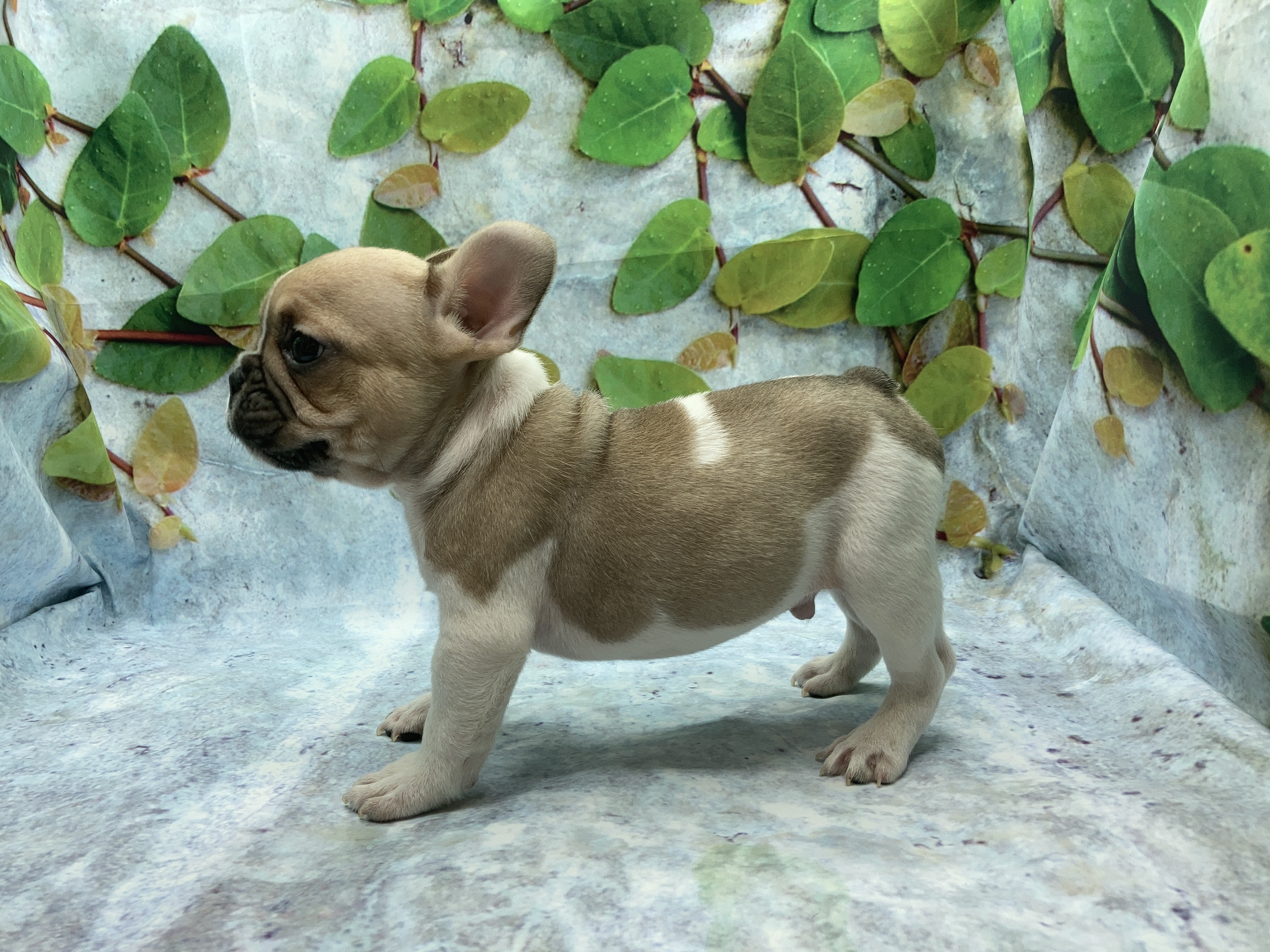 埼玉県のフレンチブルドッグ (ペッツワン北本店/2025年10月18日生まれ/男の子/フォーンホワイト)の子犬の3枚目の画像