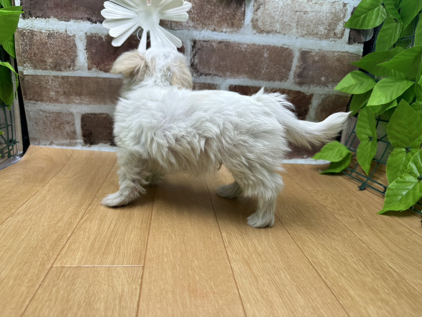 福島県のハーフ犬・ミックス犬 (ペッツワン白河モール店/2025年10月18日生まれ/男の子/その他色)の子犬の3枚目の画像