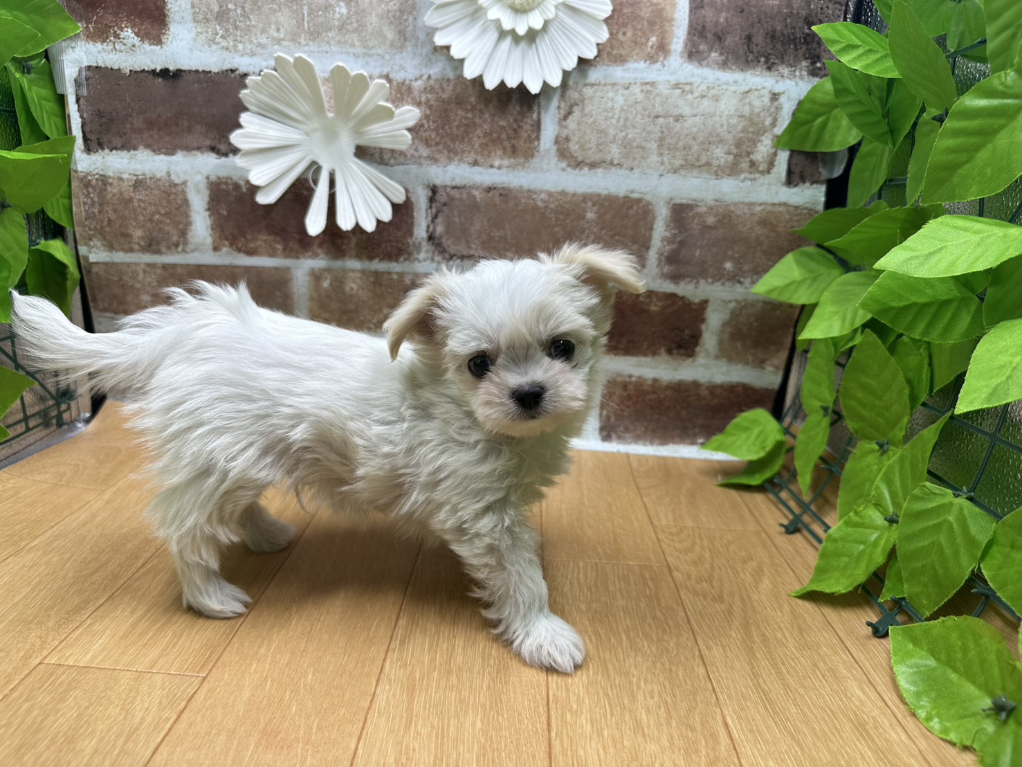 福島県のハーフ犬・ミックス犬 (ペッツワン白河モール店/2025年10月18日生まれ/男の子/その他色)の子犬の2枚目の画像