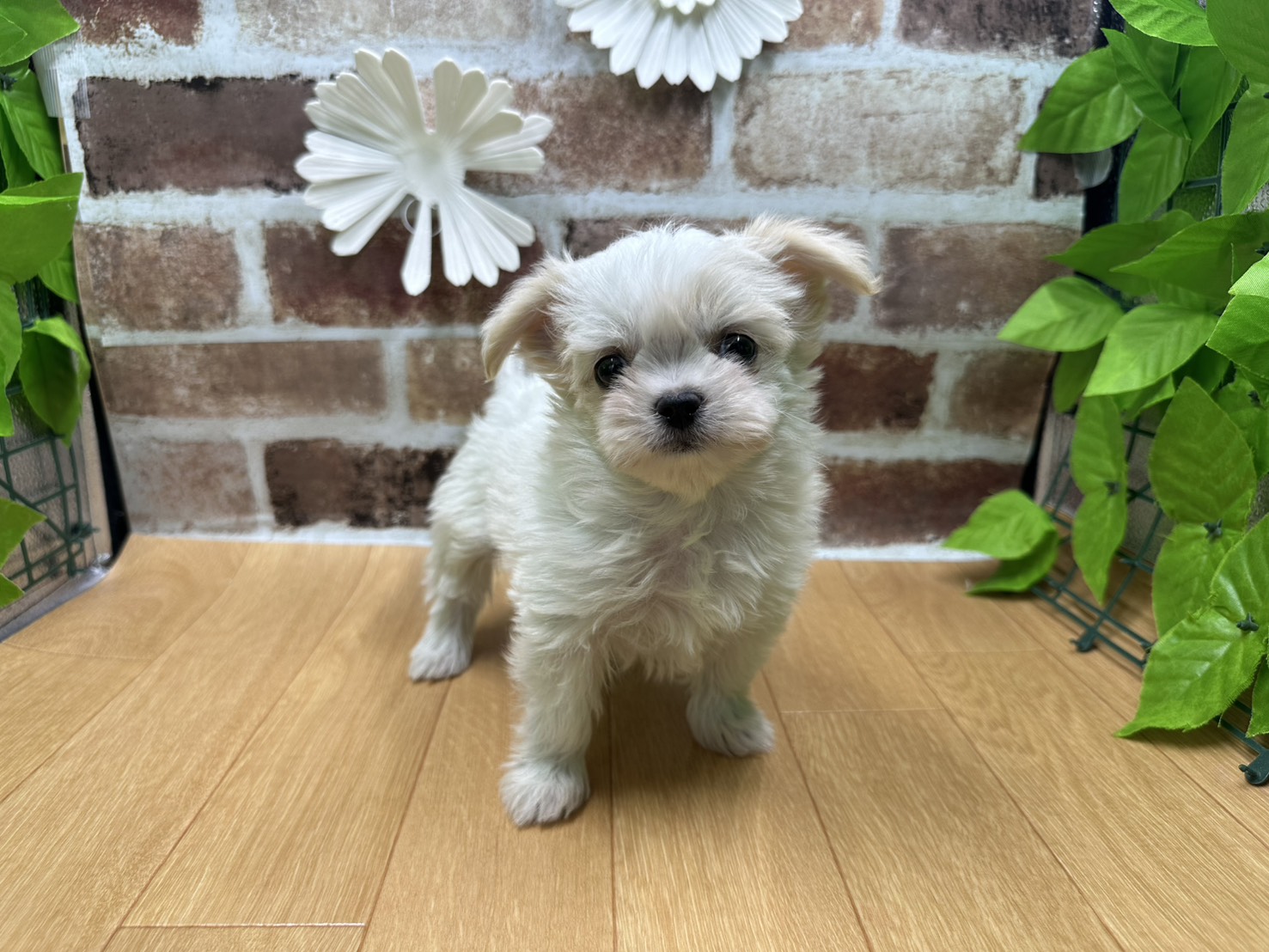 福島県のハーフ犬・ミックス犬 (ペッツワン白河モール店/2025年10月18日生まれ/男の子/その他色)の子犬の1枚目の画像