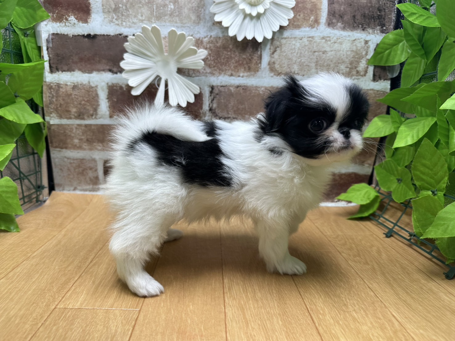 福島県の狆 (ペッツワン白河モール店/2025年10月15日生まれ/女の子/白黒)の子犬の2枚目の画像