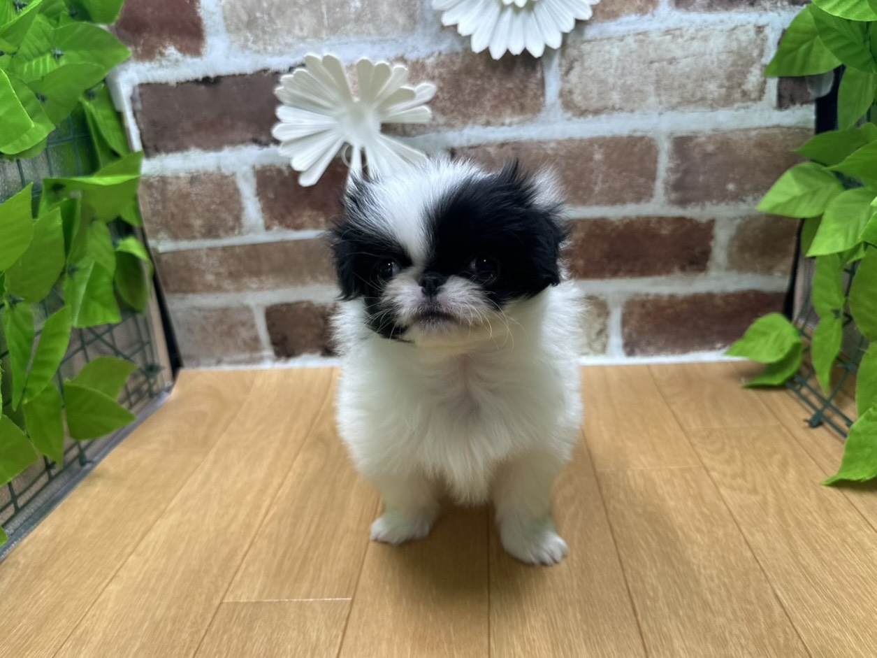 福島県の狆 (ペッツワン白河モール店/2025年10月15日生まれ/女の子/白黒)の子犬の1枚目の画像