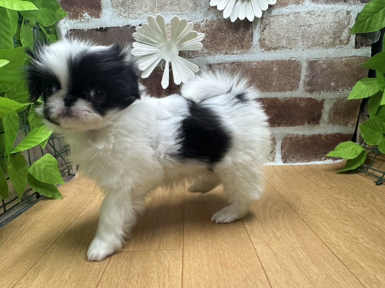 福島県の狆 (ペッツワン白河モール店/2025年10月15日生まれ/女の子/白黒)の子犬の3枚目の画像