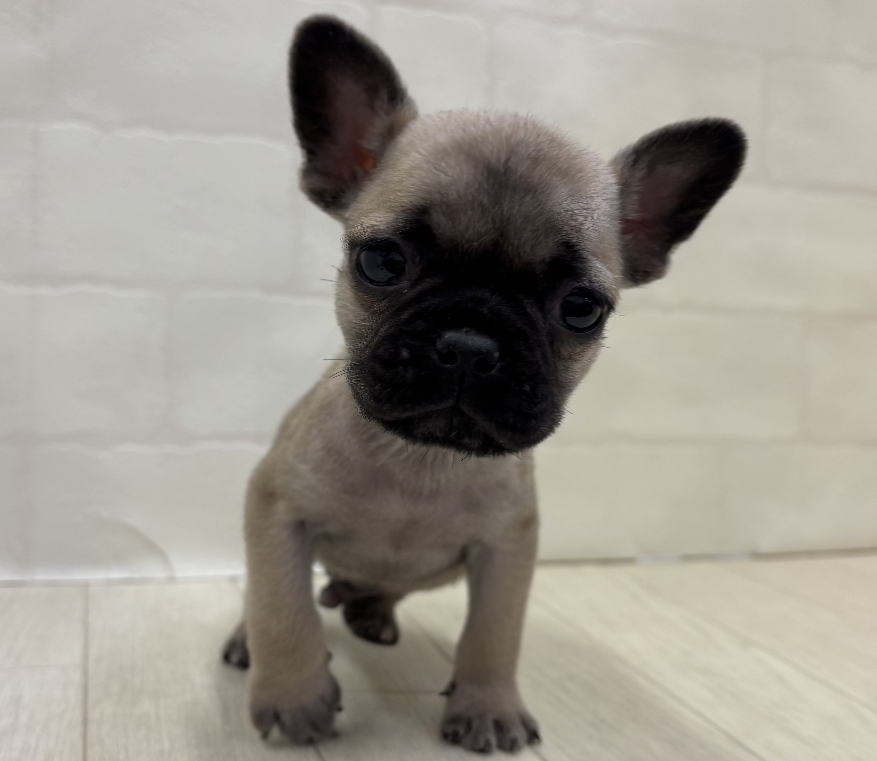 埼玉県のハーフ犬・ミックス犬 (ペッツワン大利根店/2025年10月17日生まれ/男の子/フォーン)の子犬の2枚目の画像