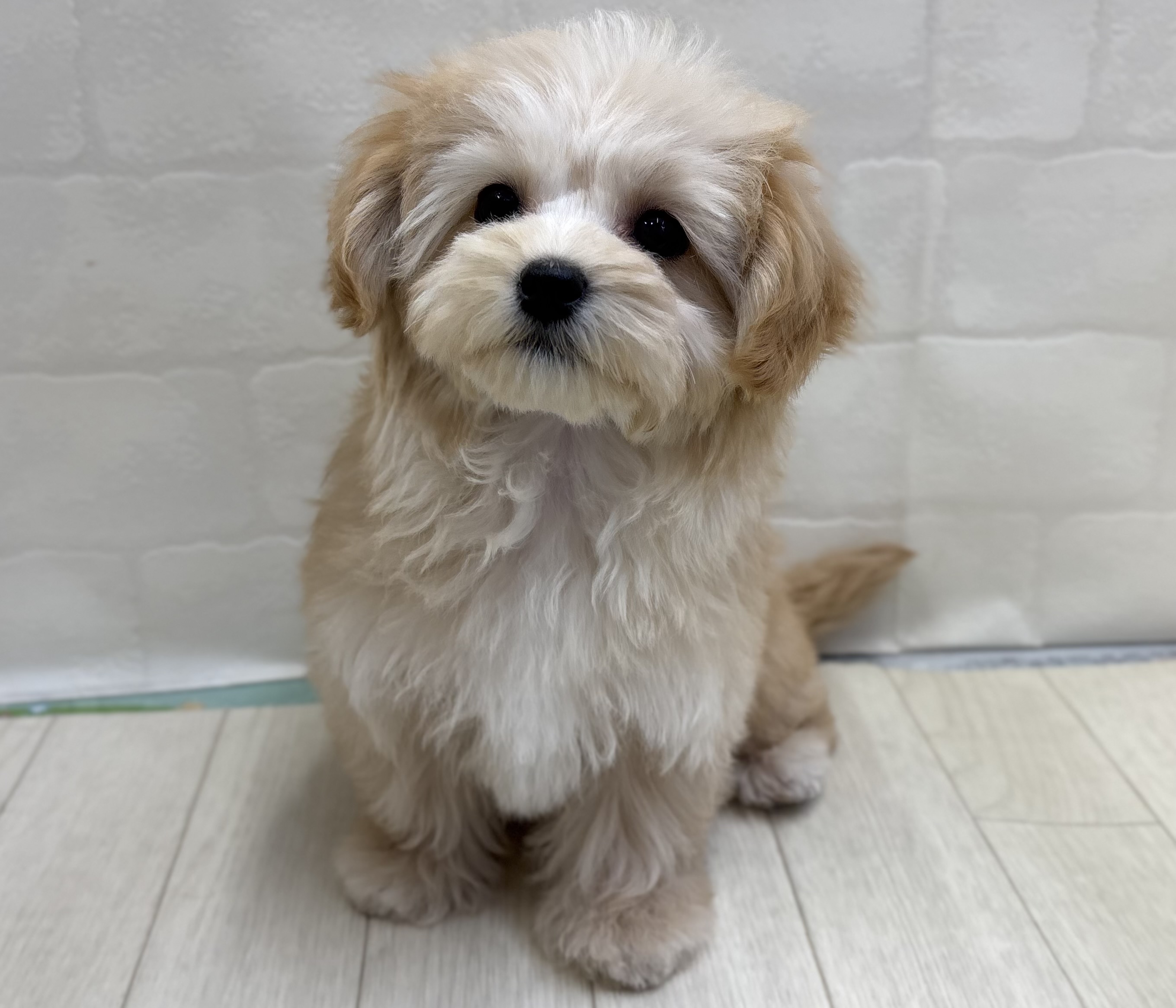 埼玉県のハーフ犬・ミックス犬 (ペッツワン大利根店/2025年9月15日生まれ/女の子/クリーム)の子犬の2枚目の画像