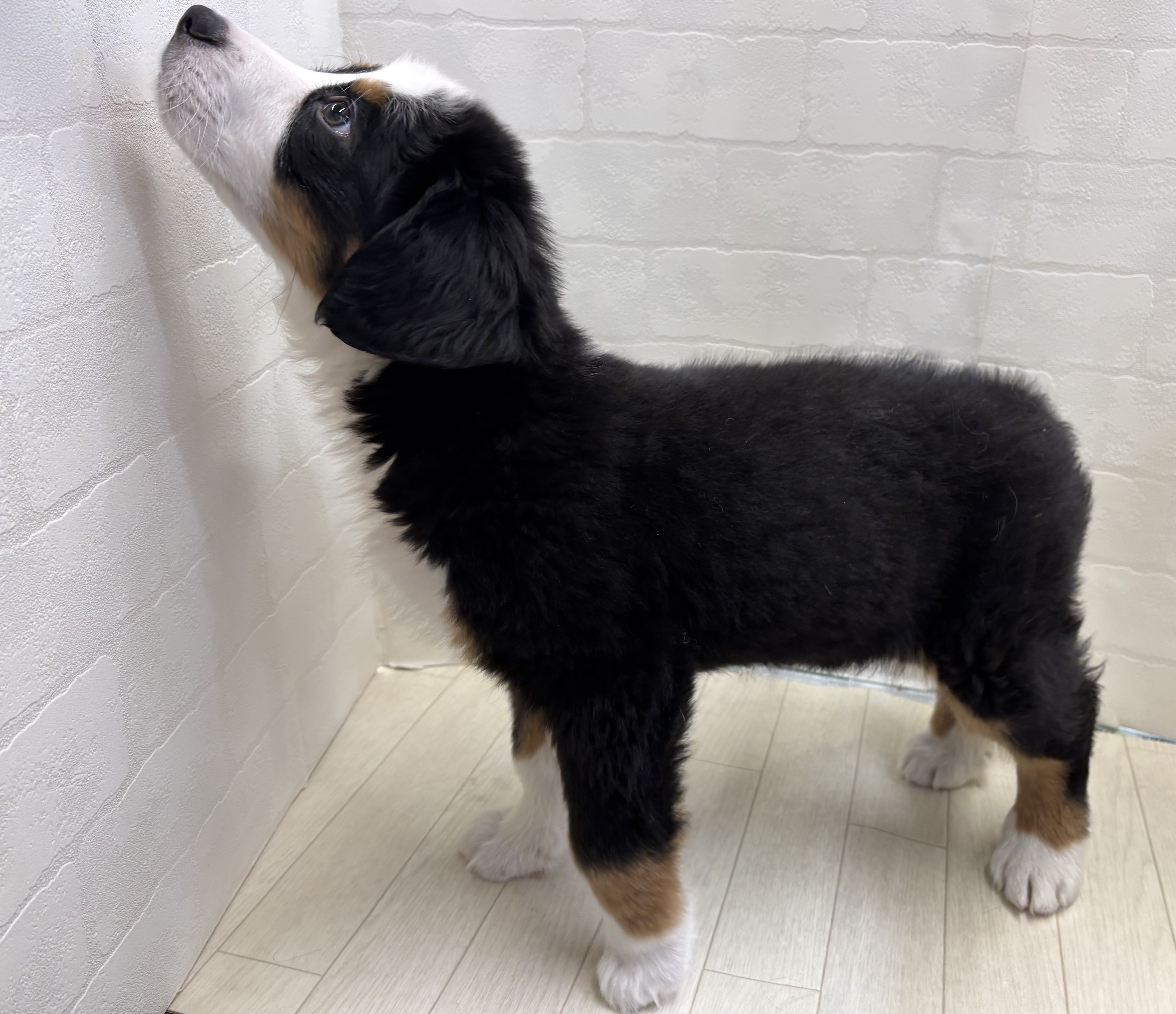 埼玉県のバーニーズマウンテンドッグ (ペッツワン大利根店/2025年9月29日生まれ/女の子/ブラックラストホワイト)の子犬の3枚目の画像