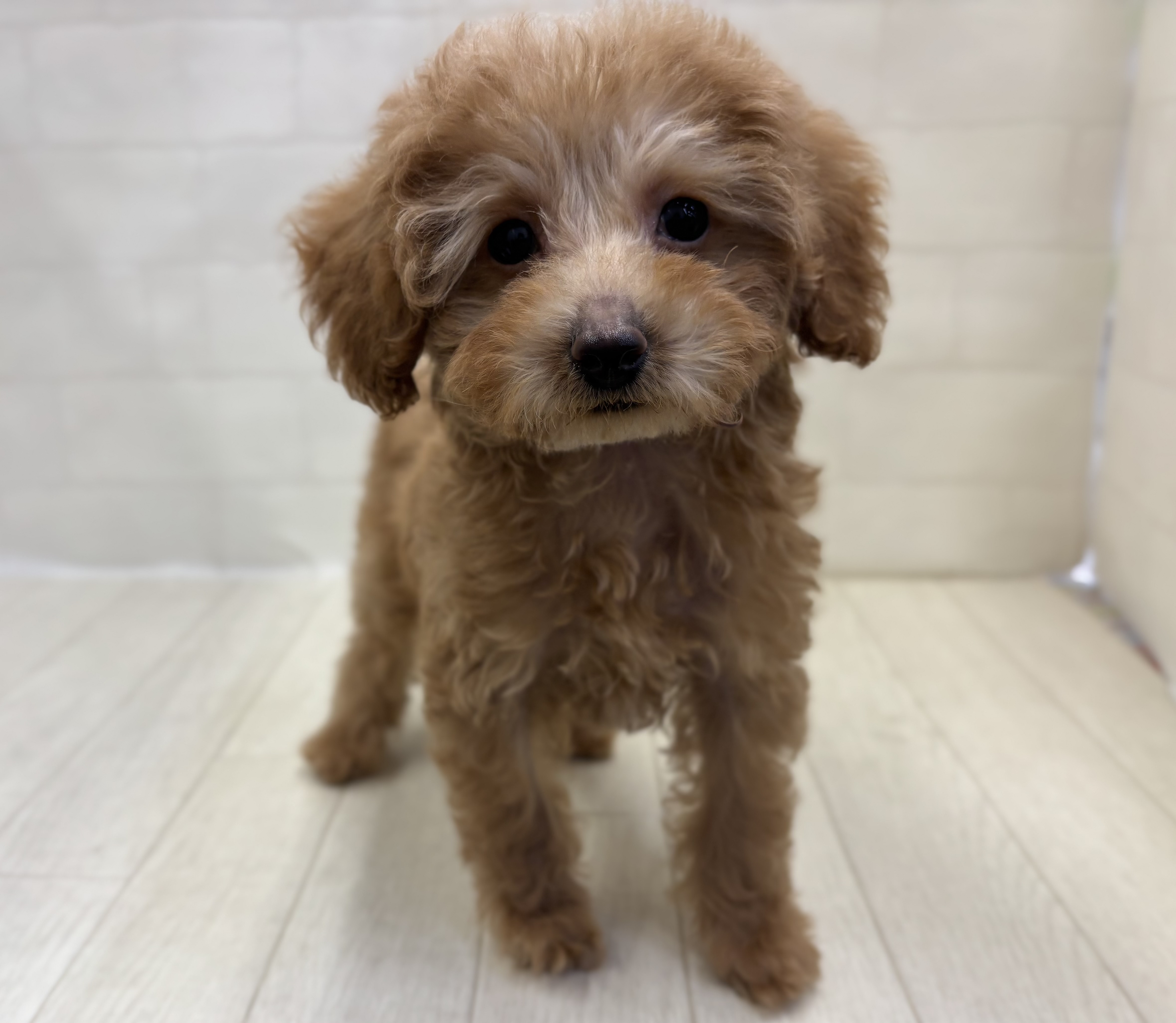 埼玉県のトイプードル(トイ) (ペッツワン大利根店/2025年9月23日生まれ/女の子/レッド)の子犬