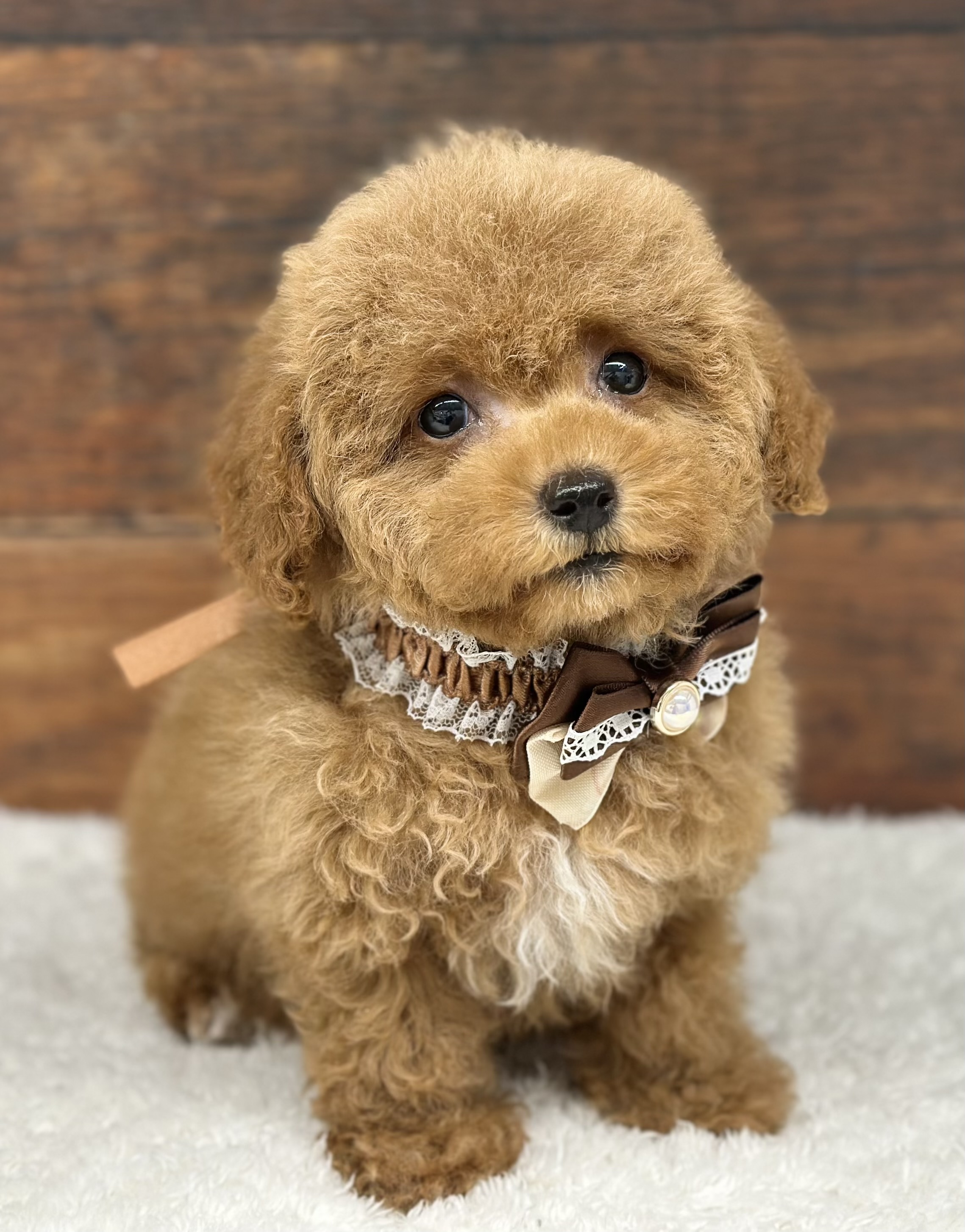 愛知県のトイプードル(トイ) (ペッツワン名古屋大高インター店/2025年10月16日生まれ/女の子/レッド)の子犬の2枚目の画像