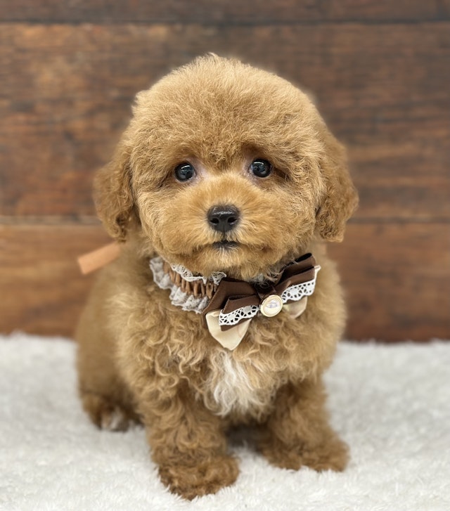 イヌ - 名古屋大高インター店 | ペッツワン