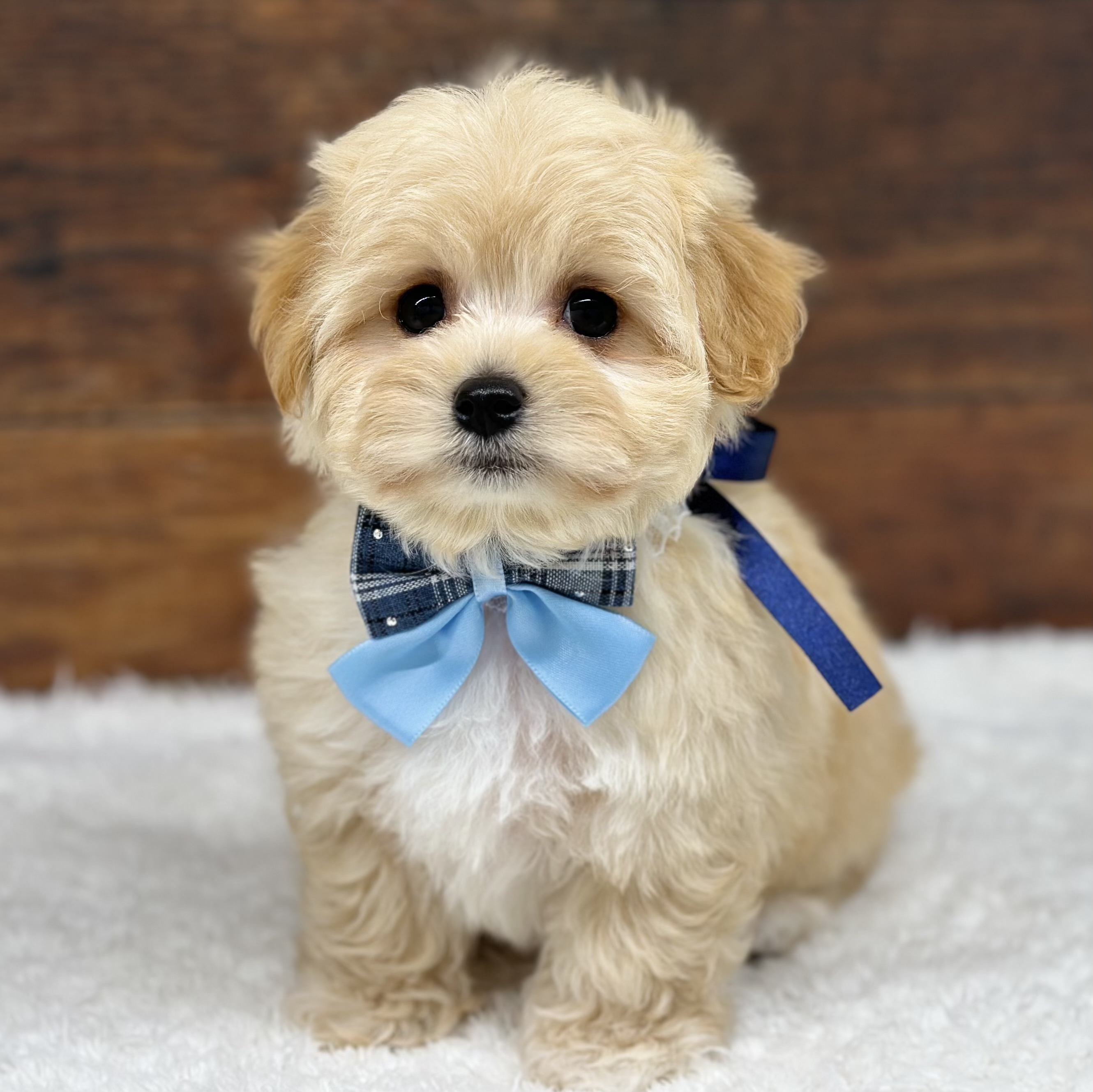 愛知県のハーフ犬・ミックス犬 (ペッツワン名古屋大高インター店/2025年10月24日生まれ/女の子/クリーム)の子犬の2枚目の画像