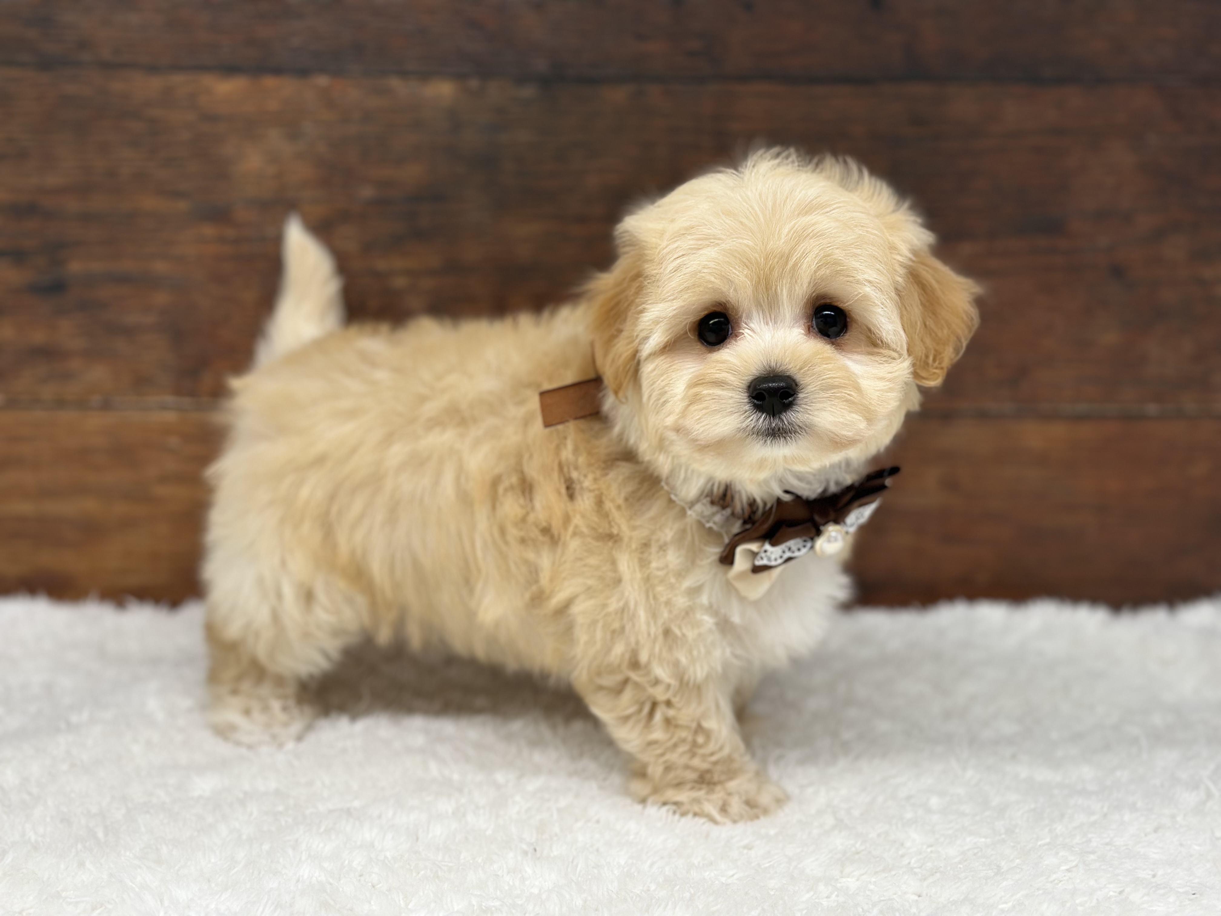 愛知県のハーフ犬・ミックス犬 (ペッツワン名古屋大高インター店/2025年10月24日生まれ/女の子/クリーム)の子犬の3枚目の画像